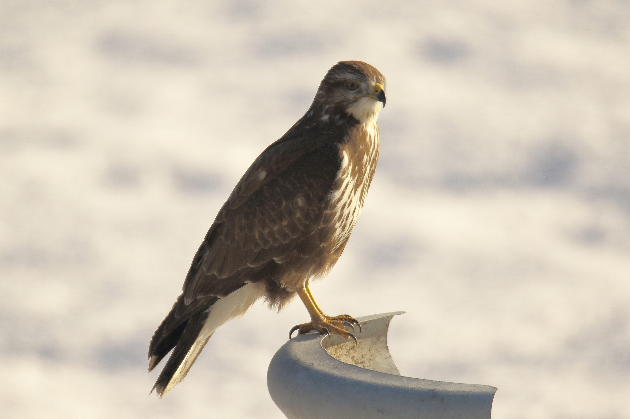 Canon EOS 7D Mark II + Sigma 150-600mm F5-6.3 DG OS HSM | S sample photo. Poiana - buteo buteo - common buzzard photography