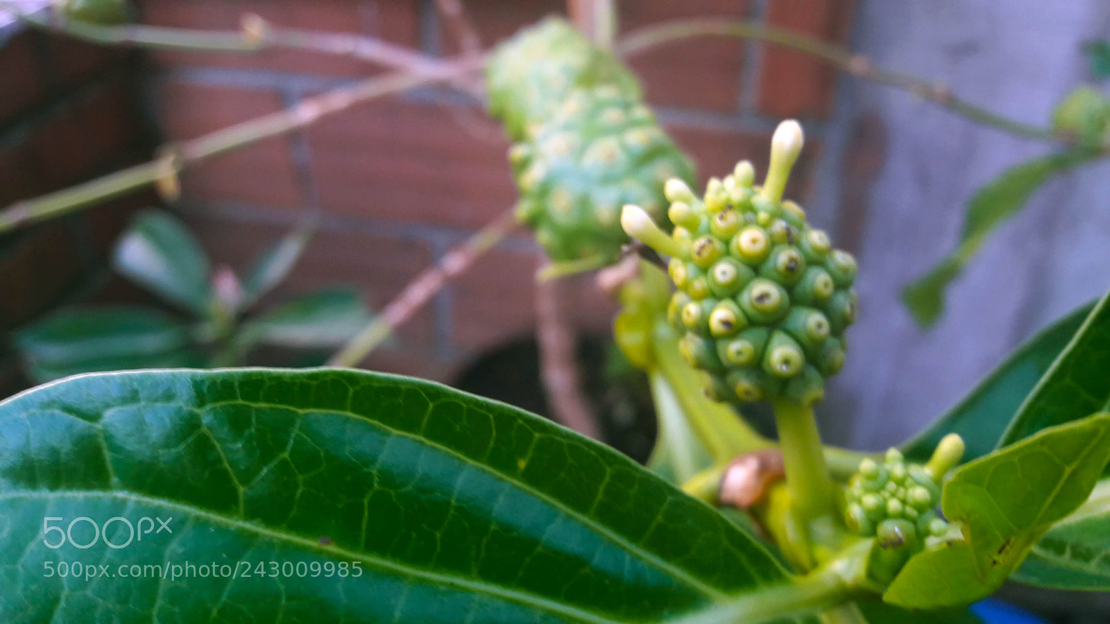 Samsung Galaxy A5(2016) sample photo. Noni photography