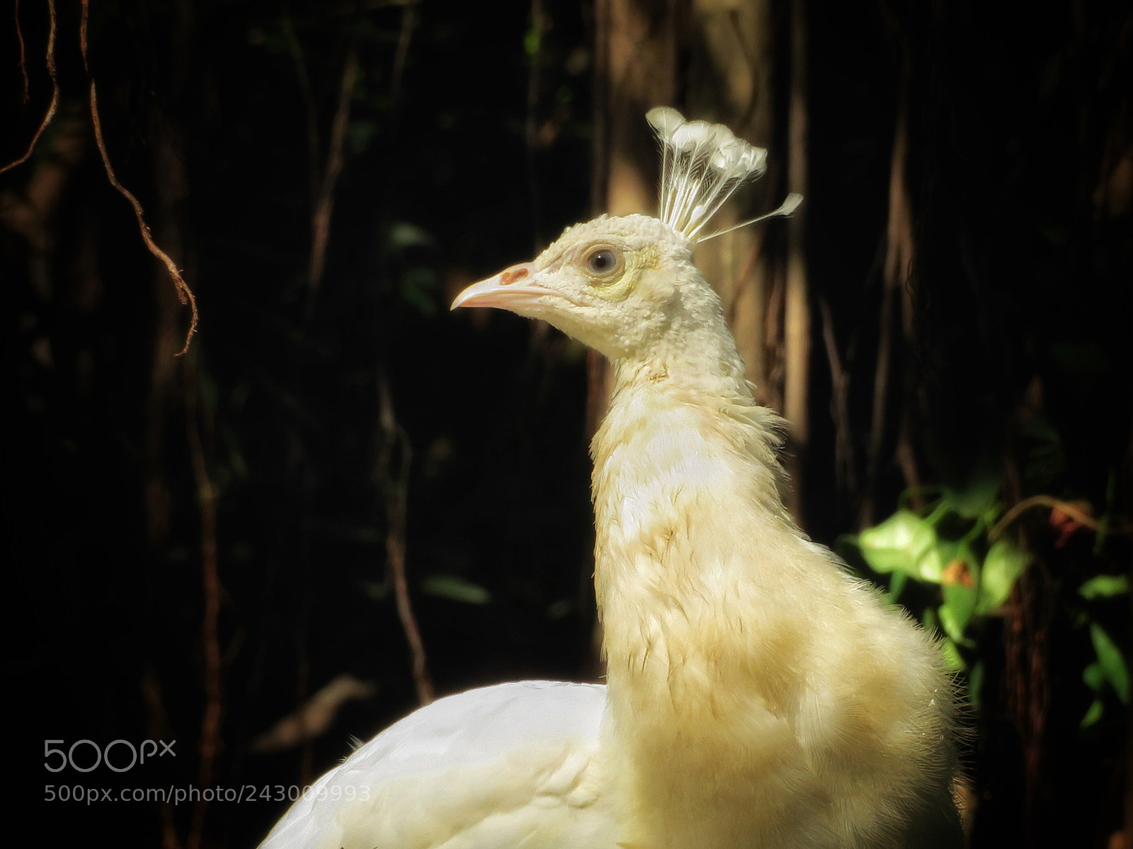 Canon PowerShot SX720 HS sample photo. White peacock photography