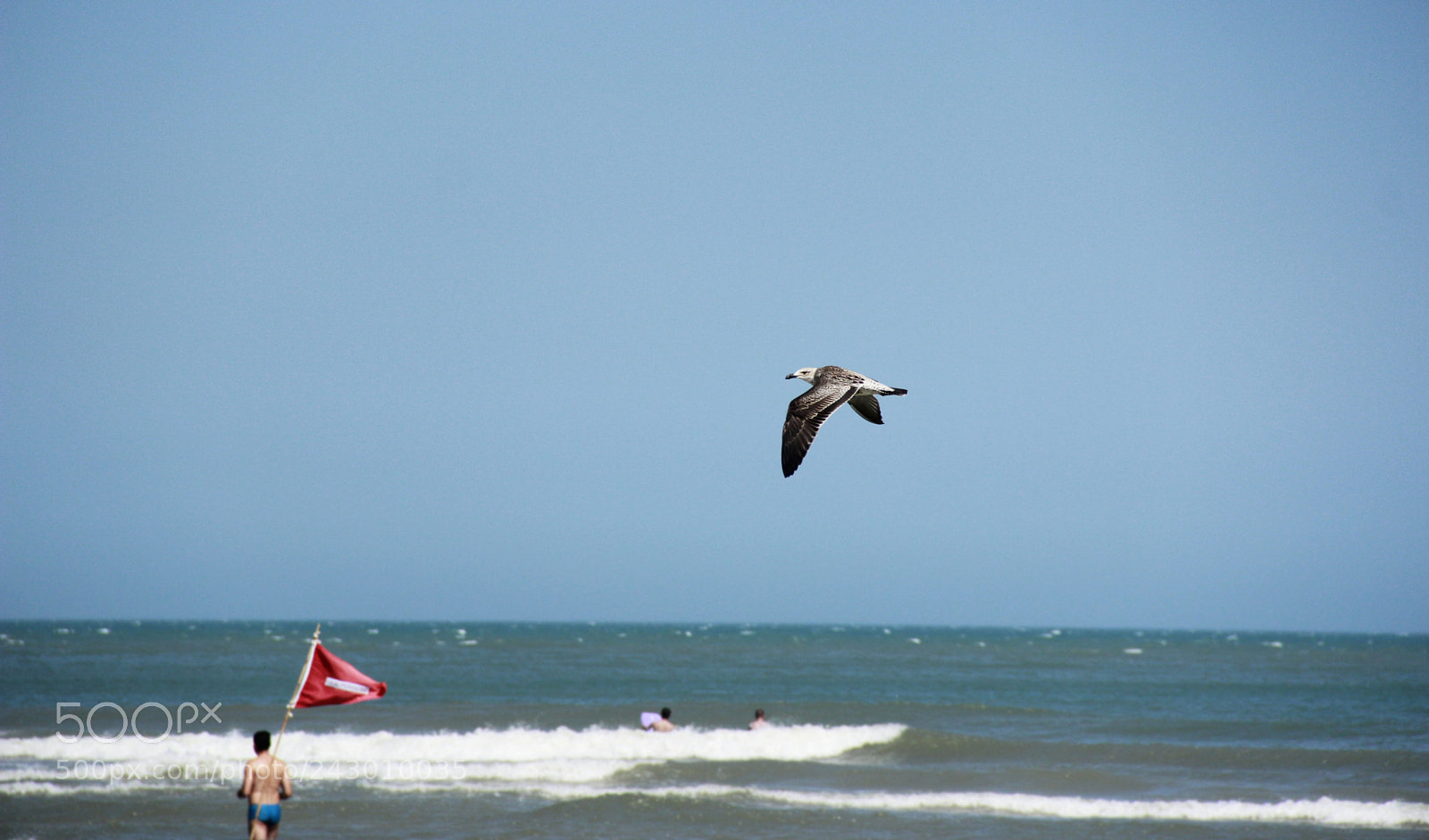 Canon EOS 600D (Rebel EOS T3i / EOS Kiss X5) sample photo. The seagull photography