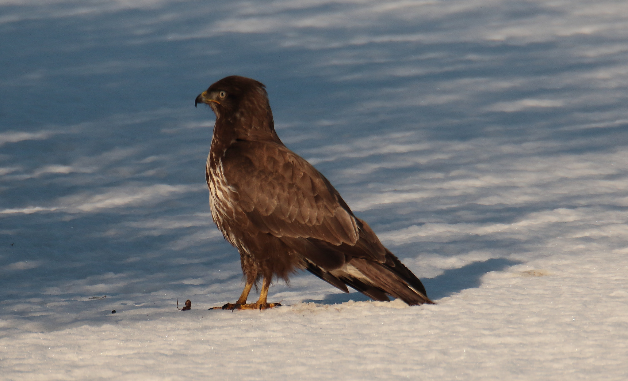 Sigma 150-600mm F5-6.3 DG OS HSM | S sample photo. Poiana - buteo buteo - common buzzard photography