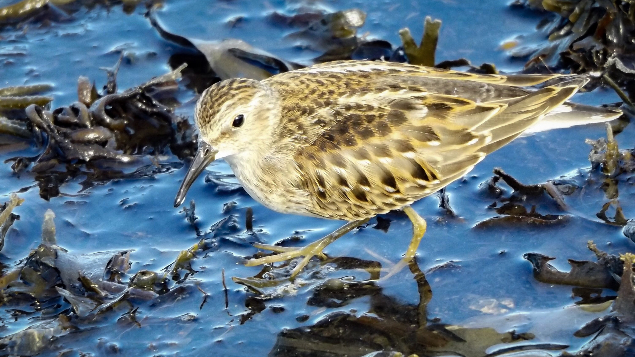 Fujifilm FinePix S8600 sample photo. Sandpiper photography