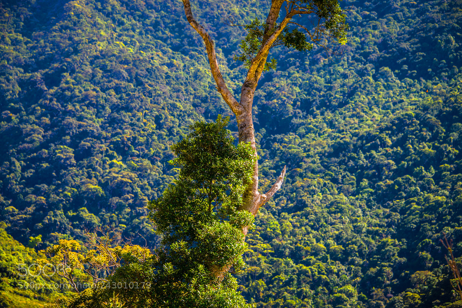 Nikon D800 sample photo. Into de jungle photography