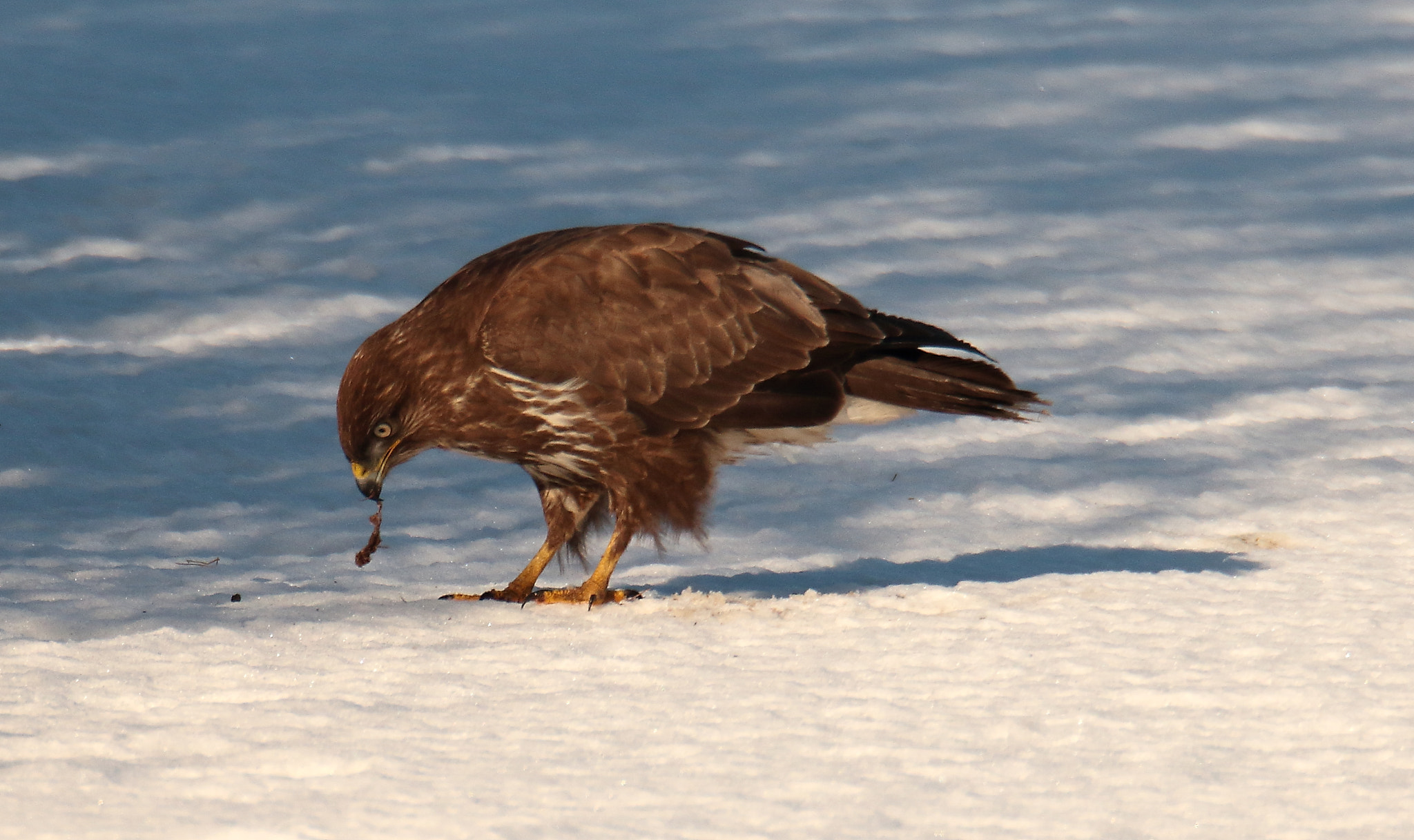 Canon EOS 7D Mark II + Sigma 150-600mm F5-6.3 DG OS HSM | S sample photo. Poiana - buteo buteo - common buzzard photography