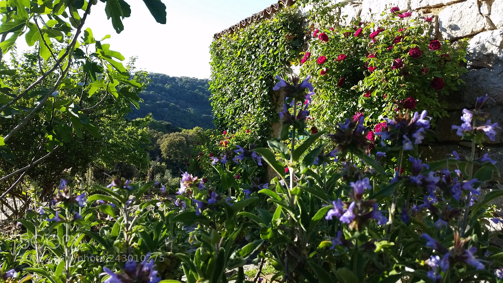 Samsung Galaxy S5 sample photo. Country house photography