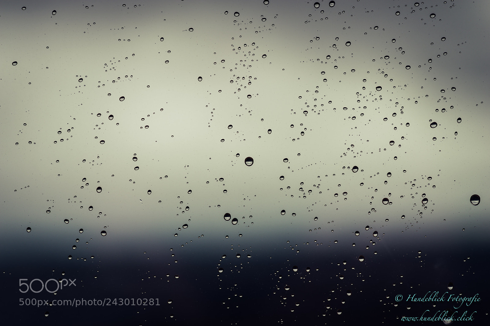 Pentax K-1 sample photo. Hundeblick fotografie photography