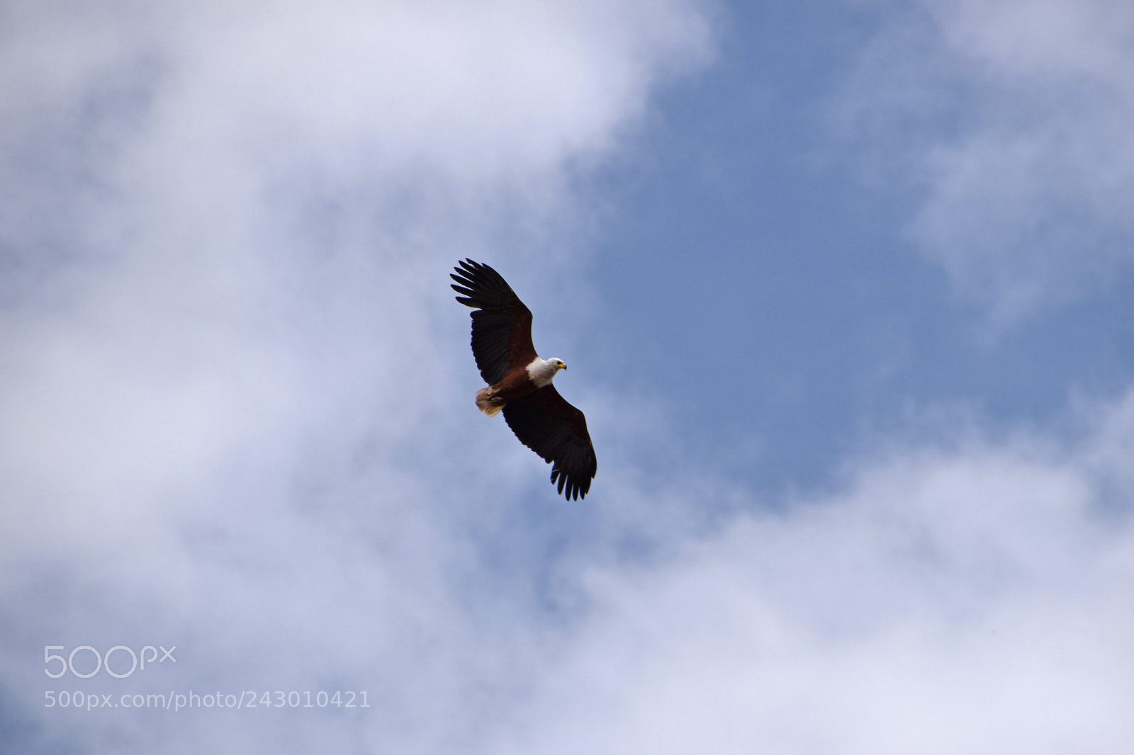 Nikon D5600 sample photo. Soar photography