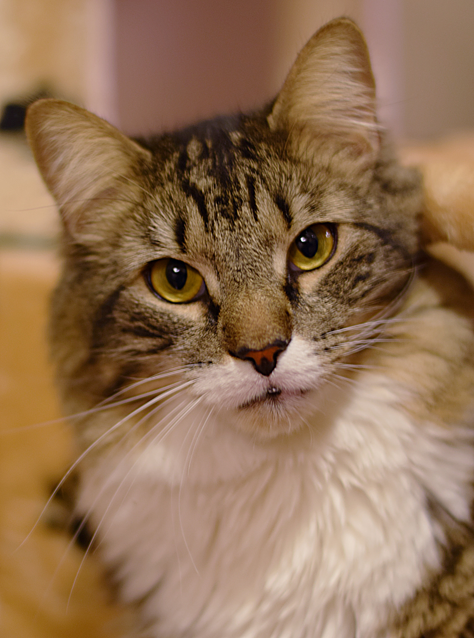 Nikon AF-S Nikkor 50mm F1.8G sample photo. Jasper photography