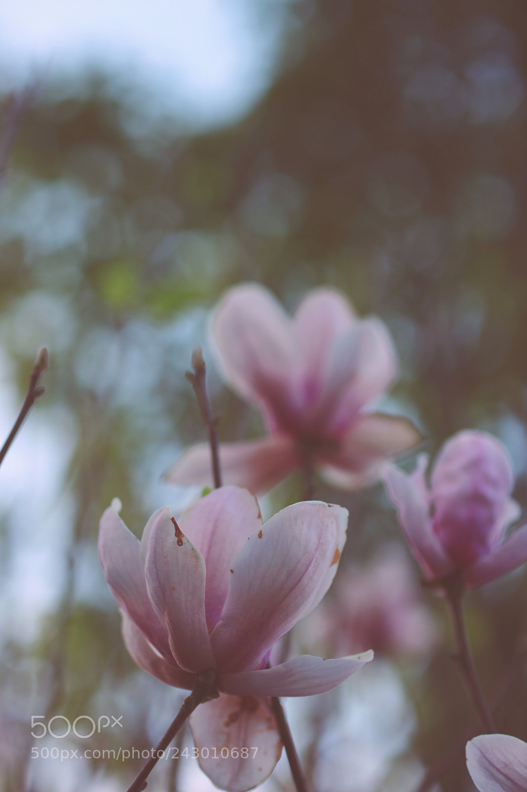 Canon EOS 5DS sample photo. 22c photography