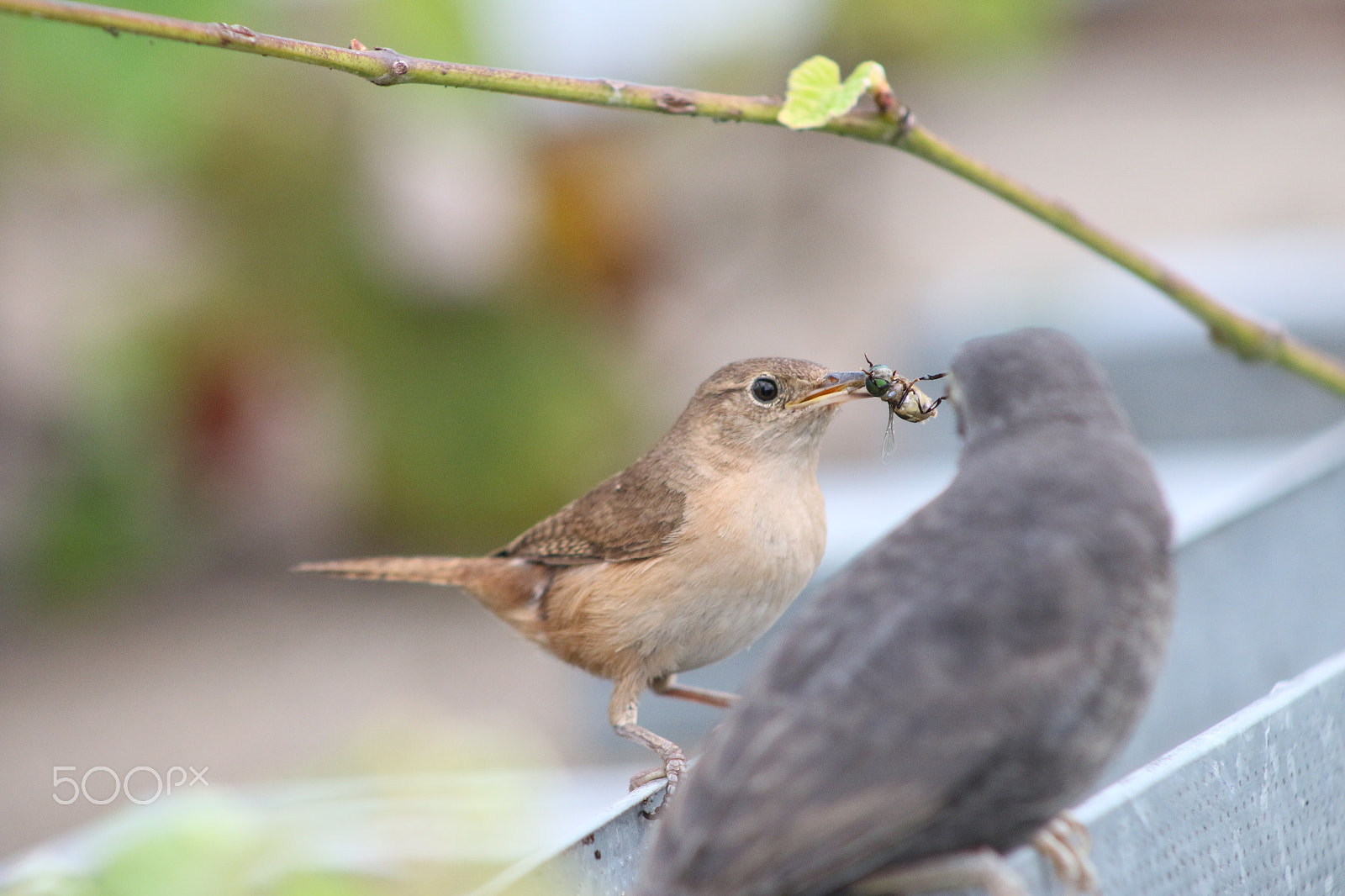 Canon EOS 70D + EF75-300mm f/4-5.6 sample photo. Rouxinol alimentando chupin photography