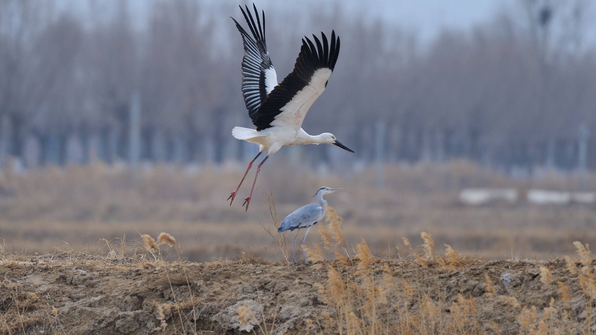 AF-I Nikkor 500mm f/4D IF-ED sample photo. Untitled photography