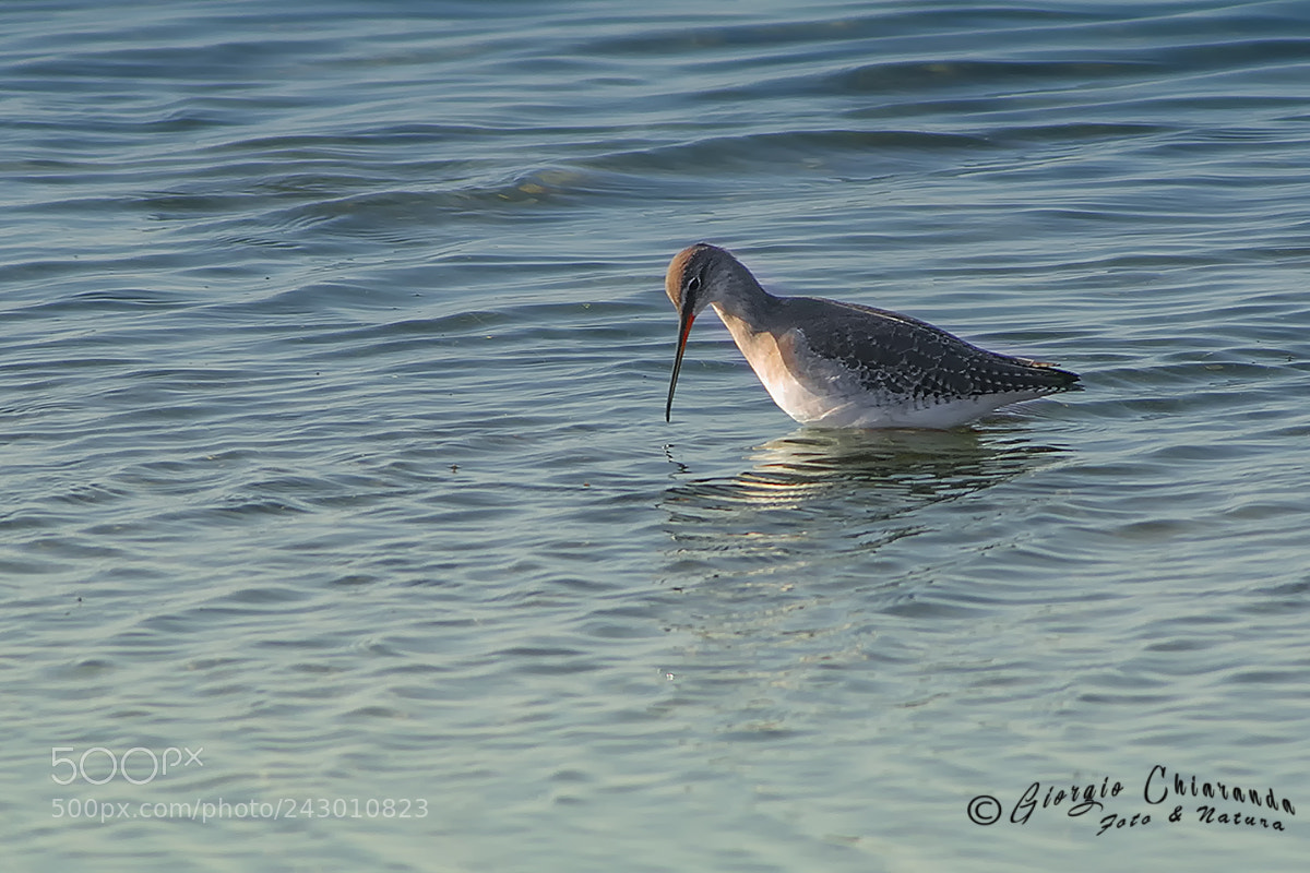 Canon EOS 7D Mark II sample photo. Totano moro (tringa erythropus) photography