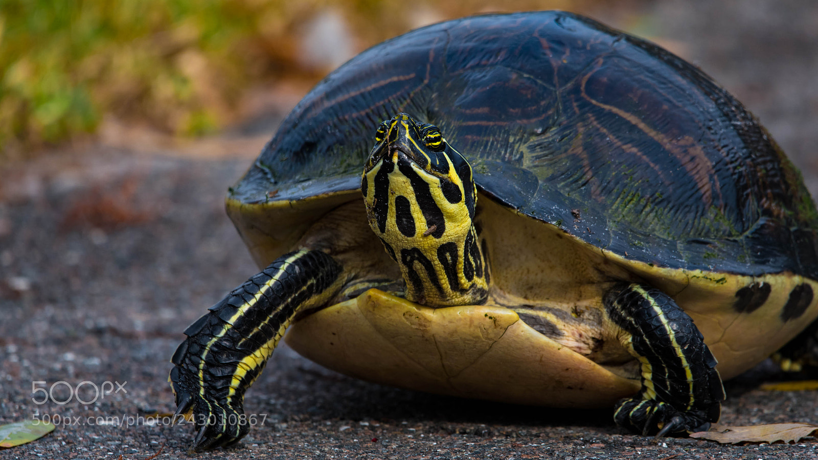 Nikon D500 sample photo. Turtle face photography
