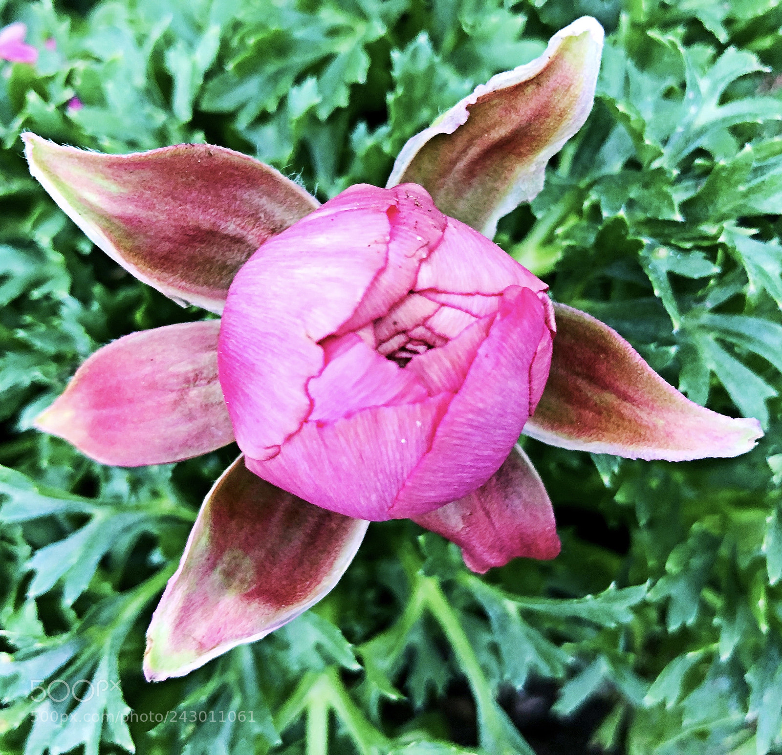Apple iPhone X sample photo. Untitled photography