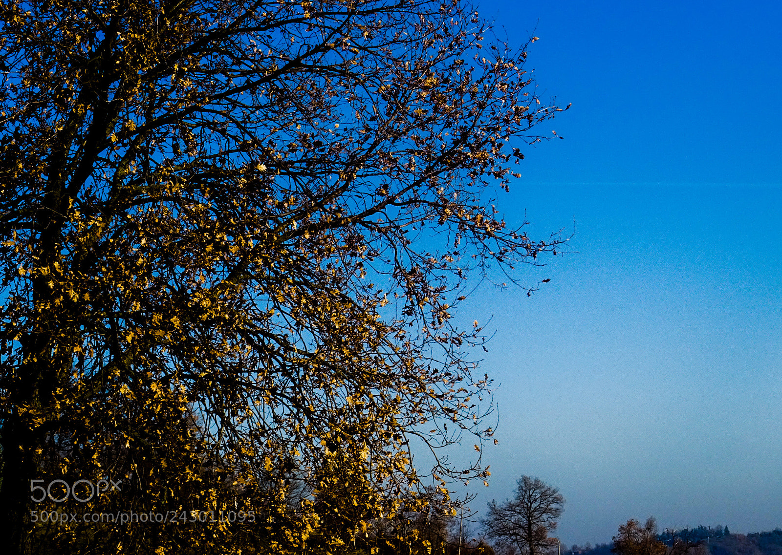 Sony DSC-HX60 sample photo. Tree photography