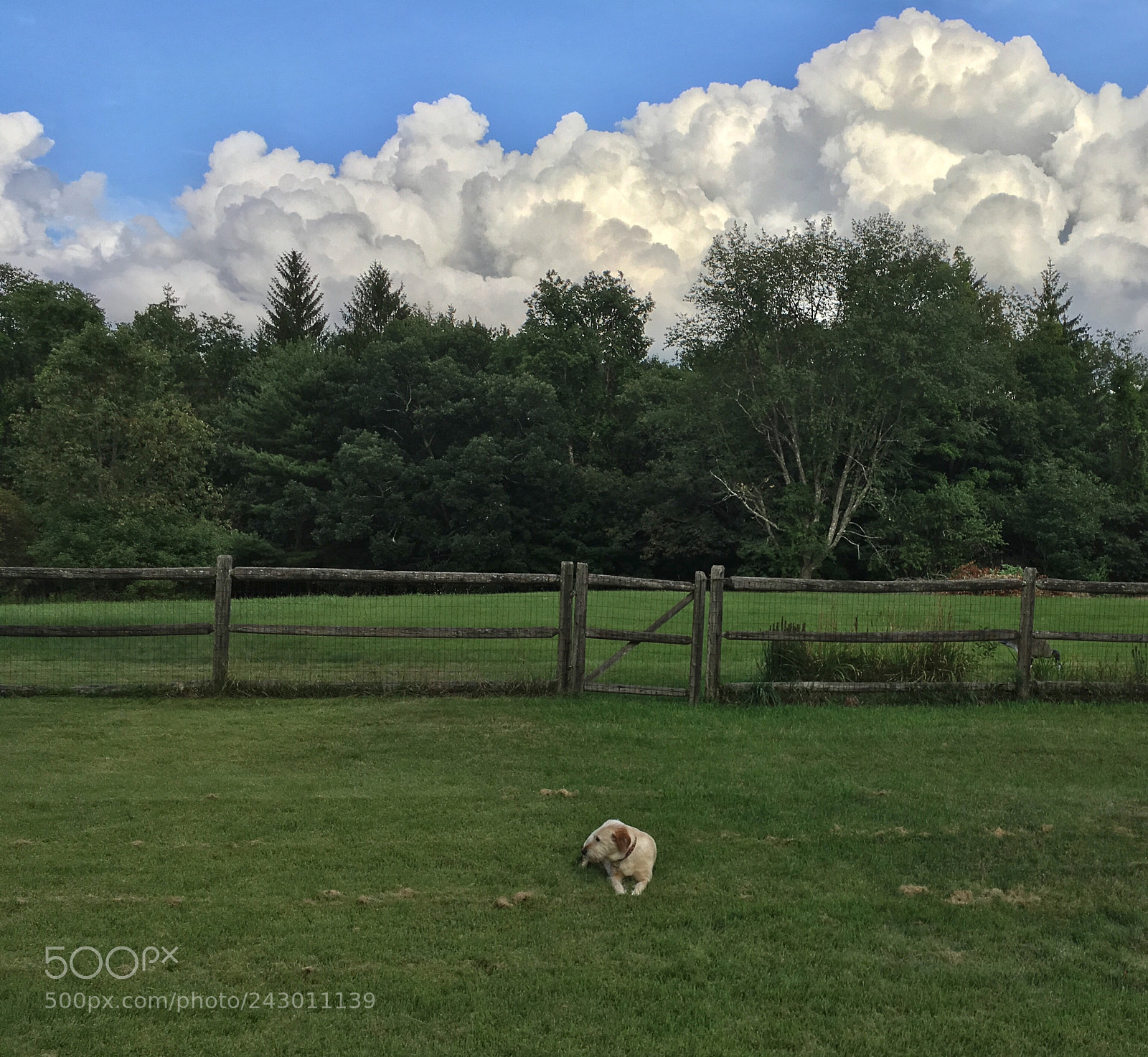 Apple iPhone SE sample photo. Dog days photography