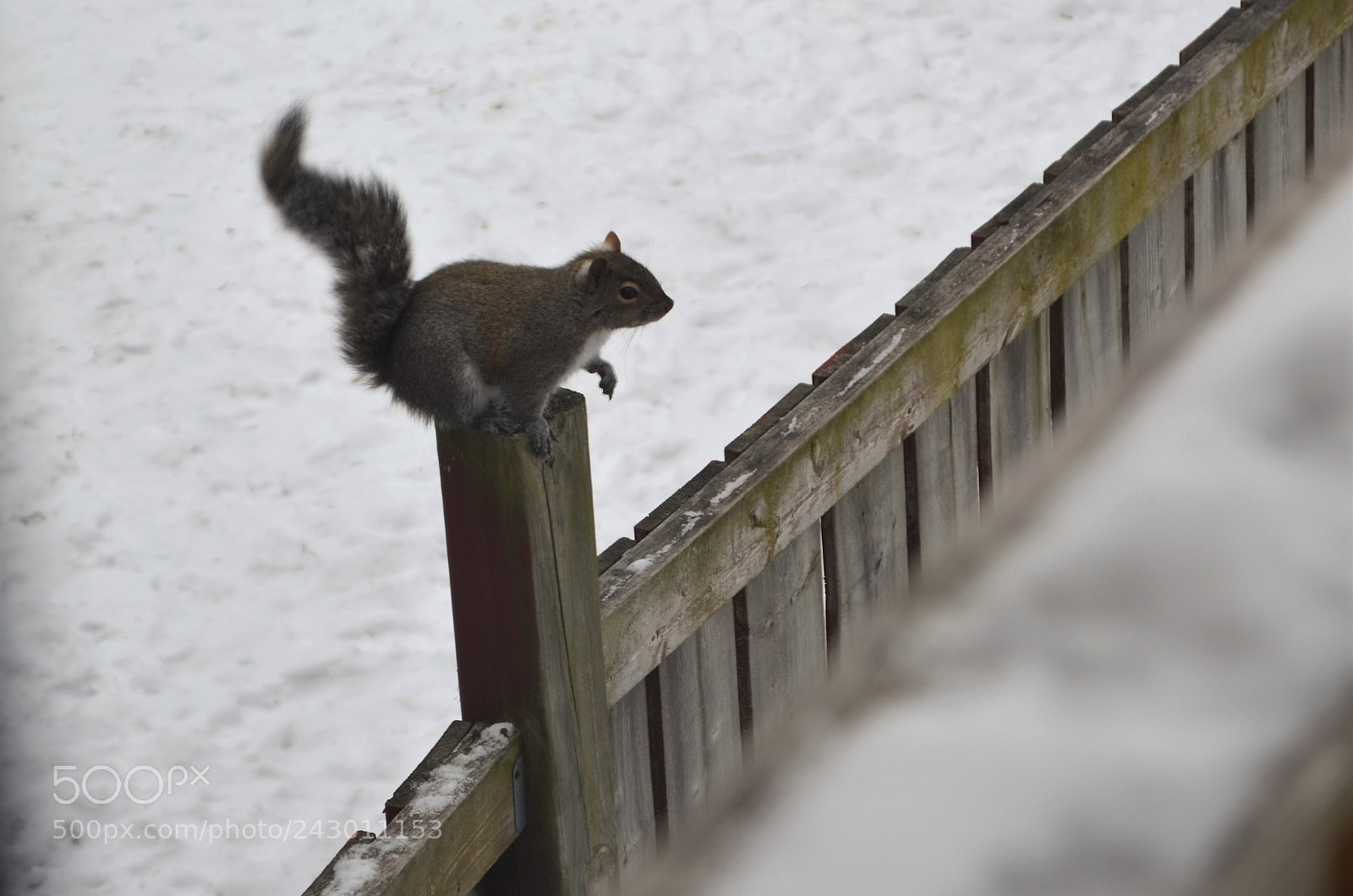 Nikon D5100 sample photo. Curious squirrel photography
