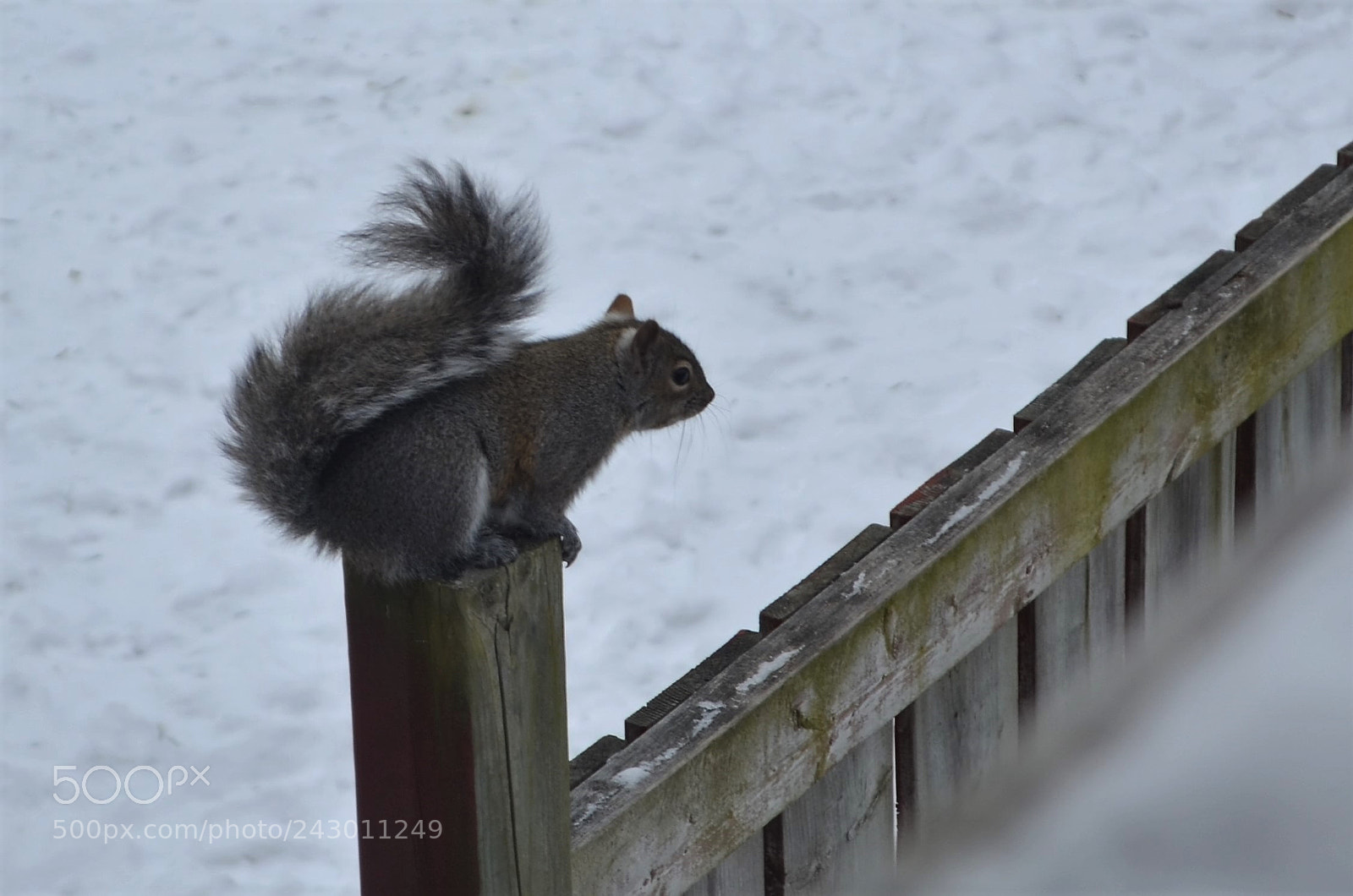 Nikon D5100 sample photo. Squirrel on fence photography