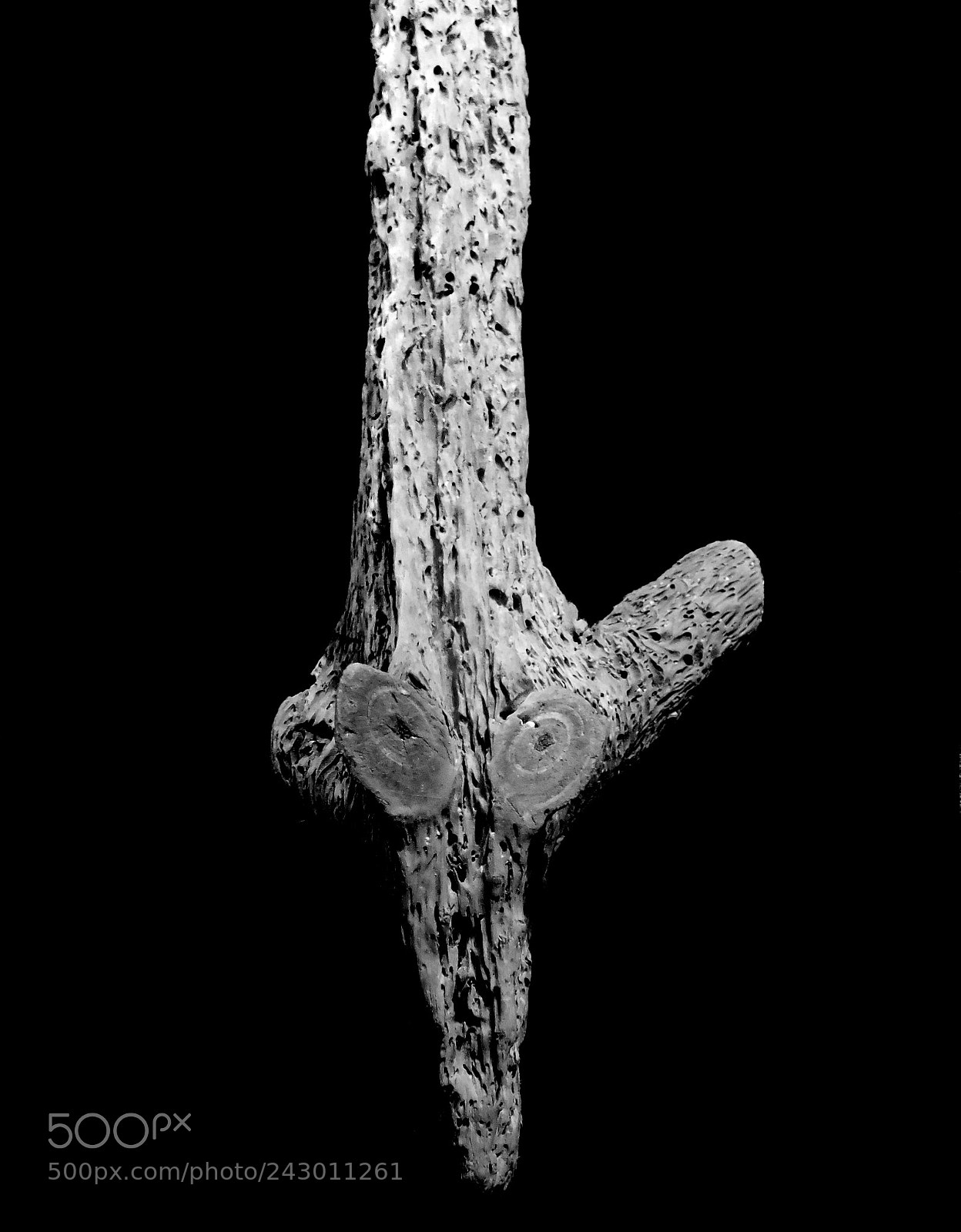Nikon Coolpix P530 sample photo. Natural driftwood with a photography