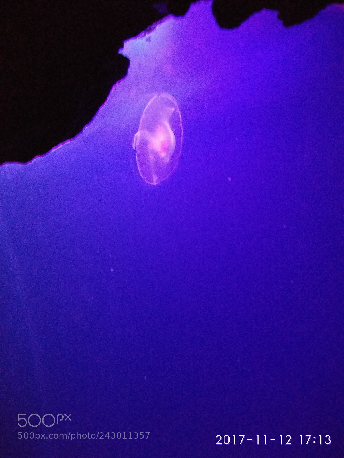 Xiaomi Redmi Note 4 sample photo. Jellyfish photography