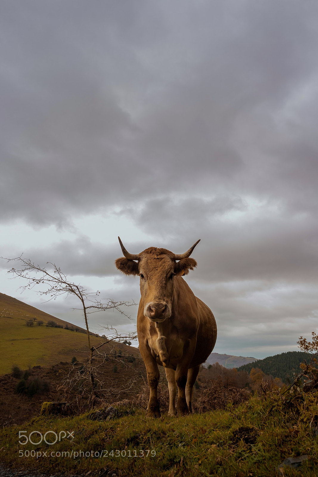 Samsung NX500 sample photo. We found this friendly photography