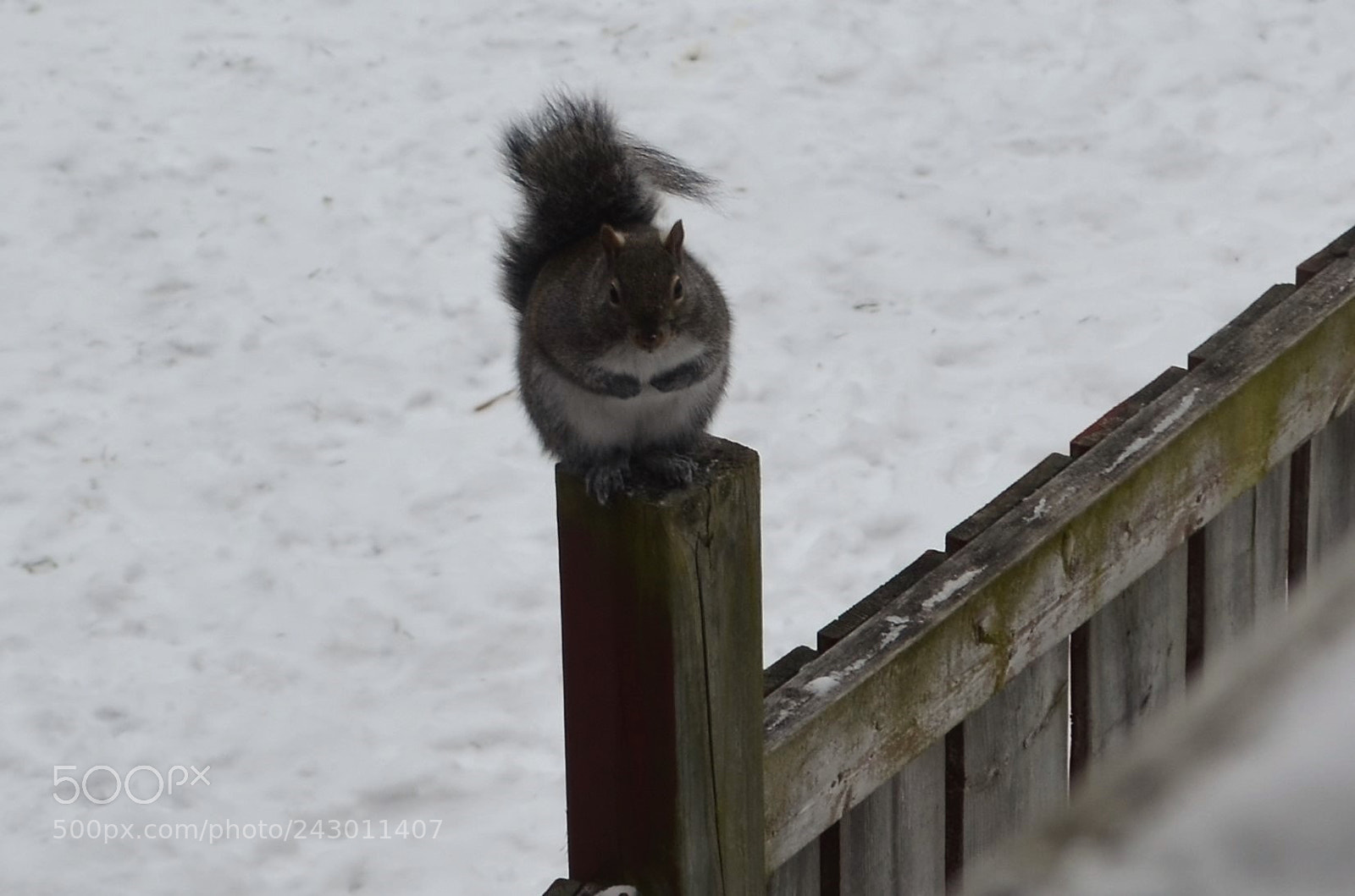 Nikon D5100 sample photo. Squirrel belly photography