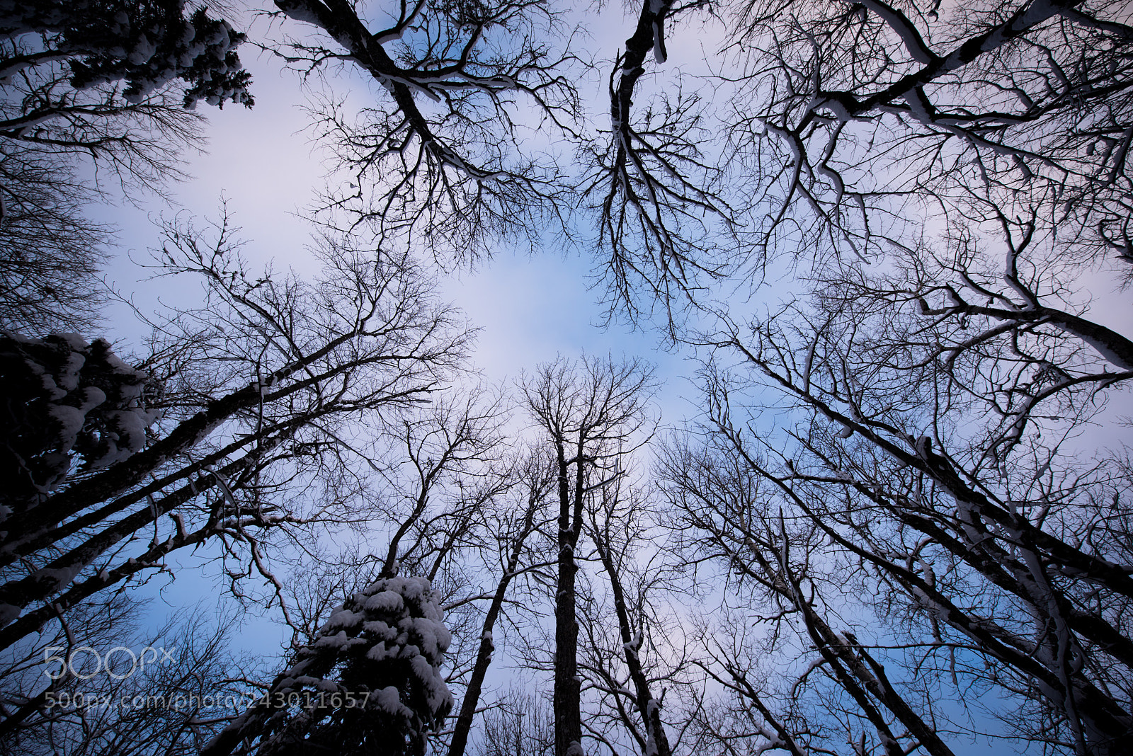 Nikon D810 sample photo. Sky canopy photography