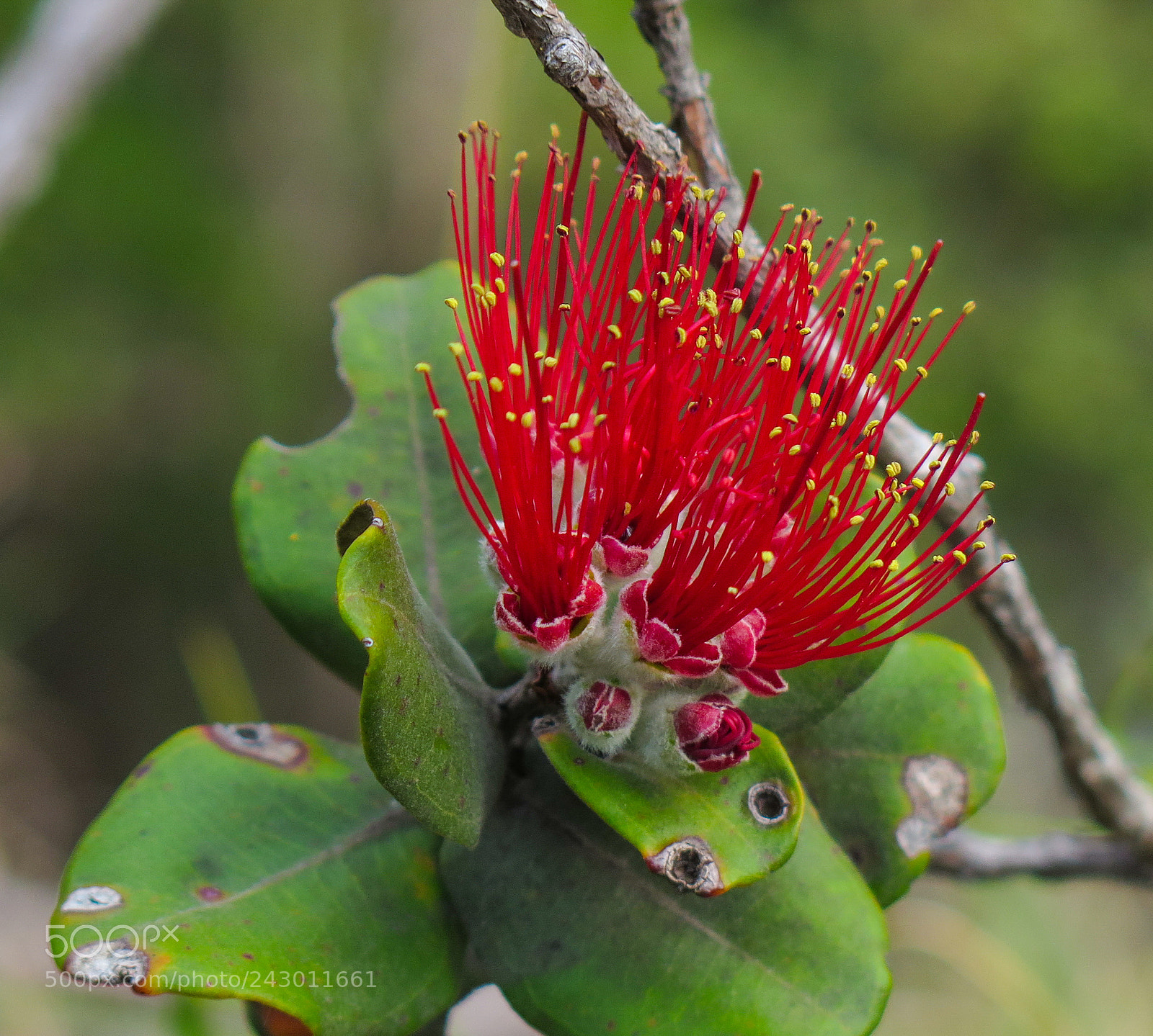 Canon PowerShot G16 sample photo. Flower on the kilauea photography