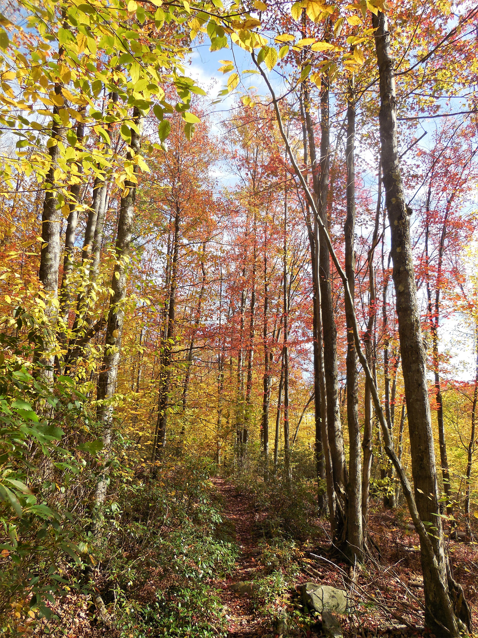 Nikon Coolpix S6500 sample photo. Autumn, divided photography