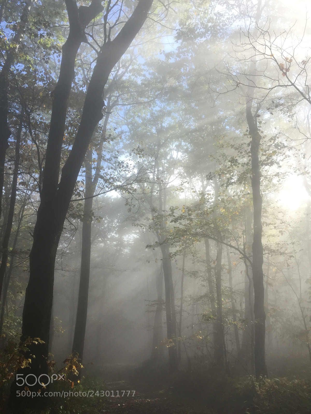 Apple iPhone 6 sample photo. Into the mist photography