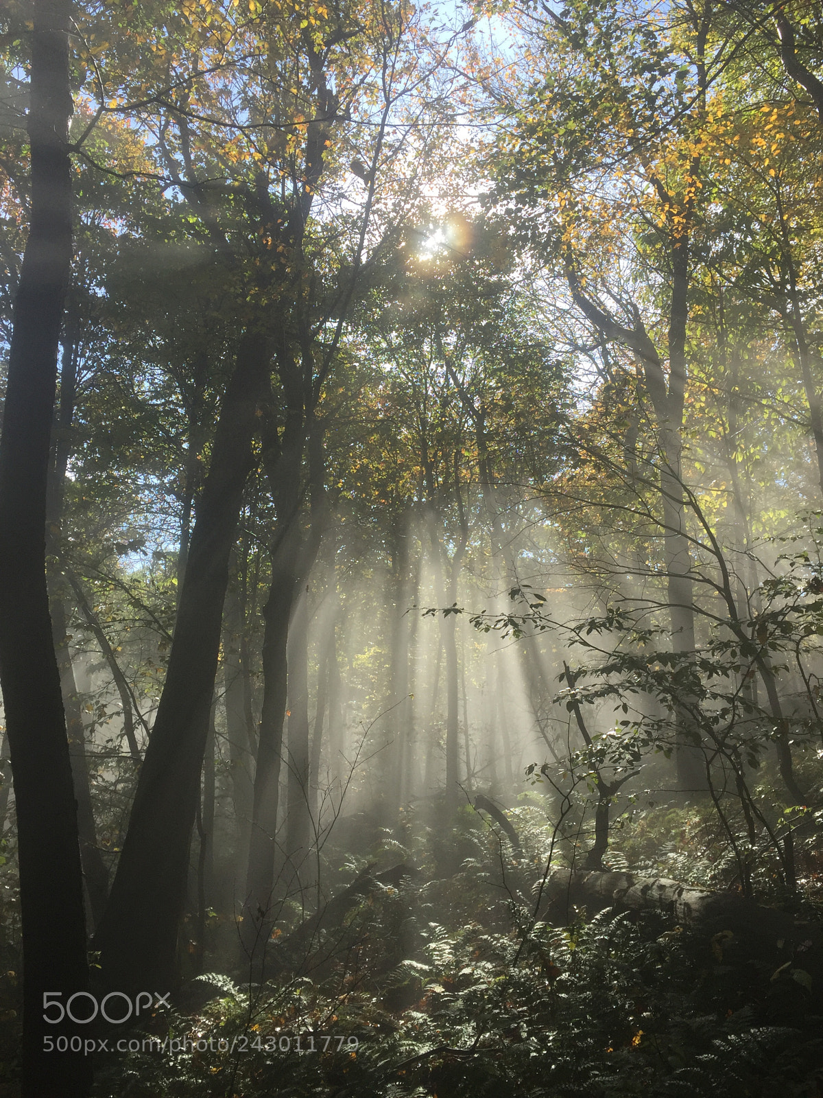 Apple iPhone 6 sample photo. Rays of light photography