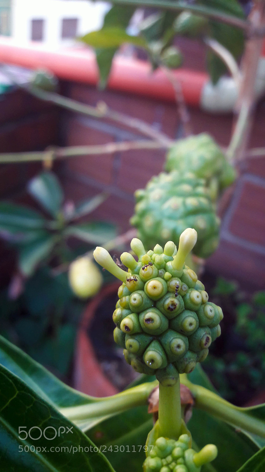Samsung Galaxy A5(2016) sample photo. Noni photography