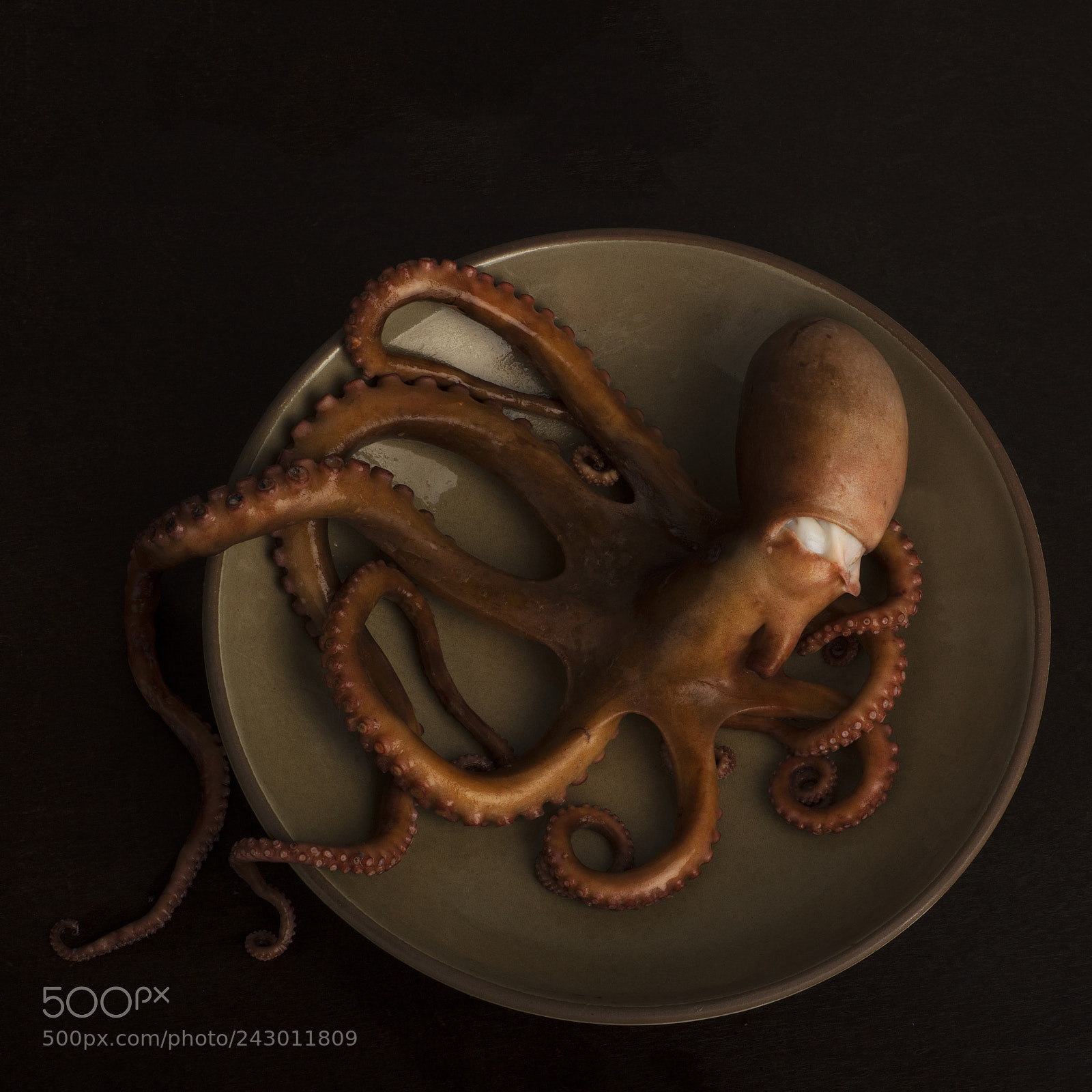 Nikon D810 sample photo. Octopus photography