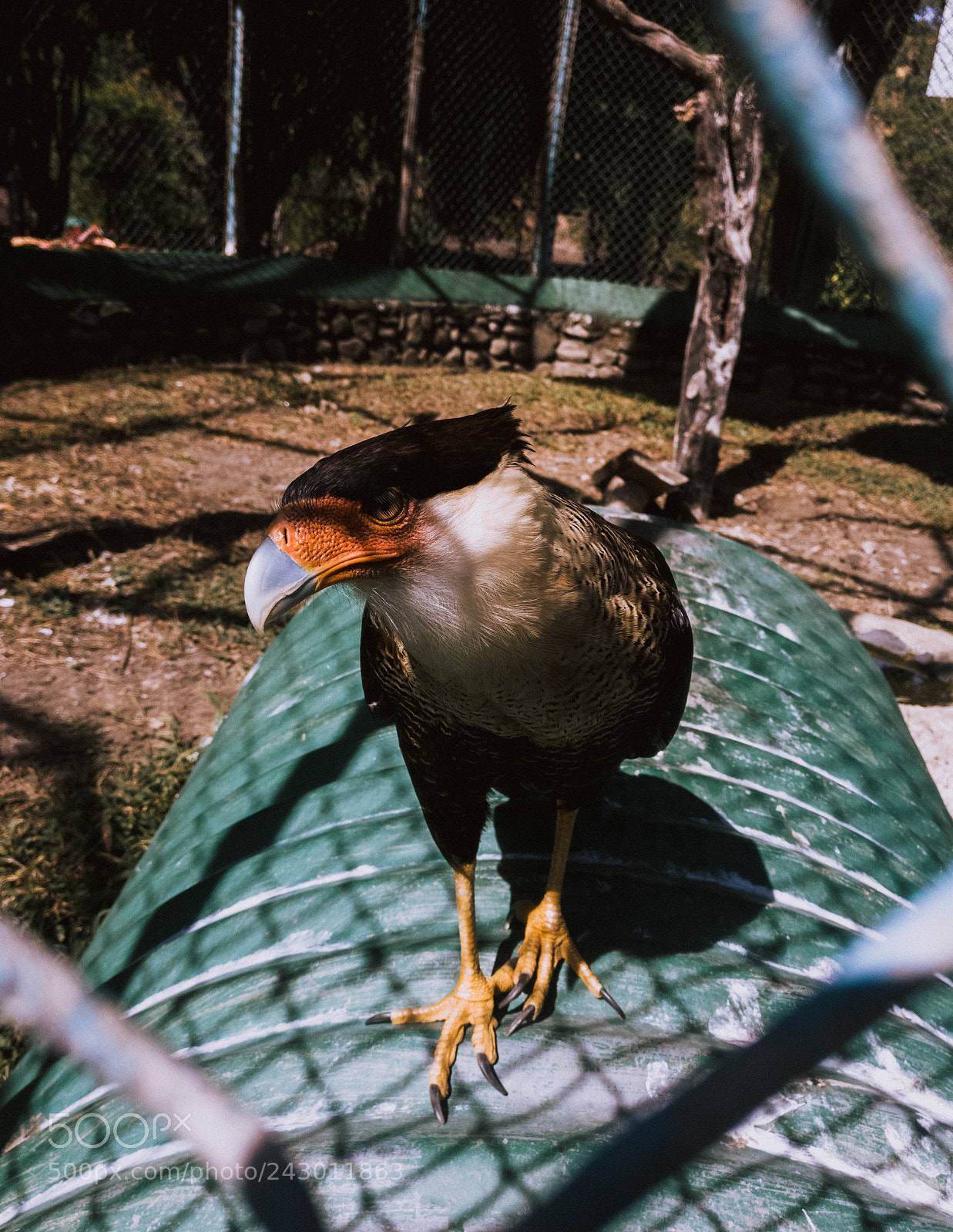 OnePlus A3000 sample photo. ¿freedom? photography