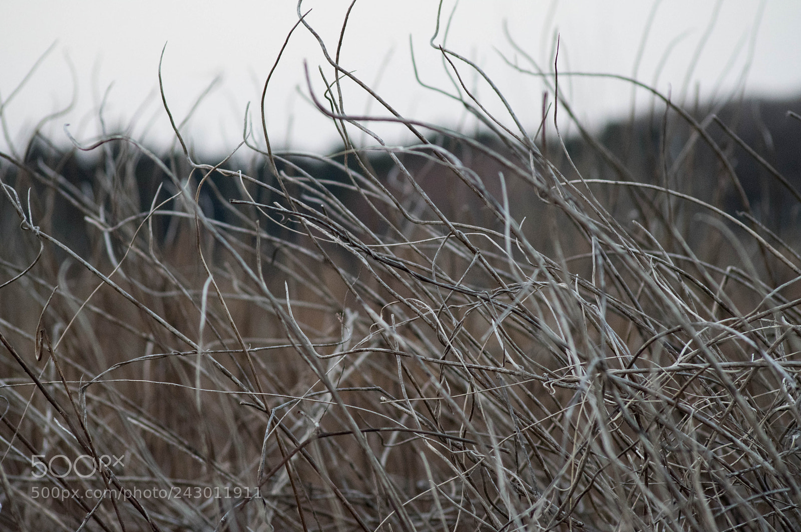 Pentax KP sample photo. Seasoned photography