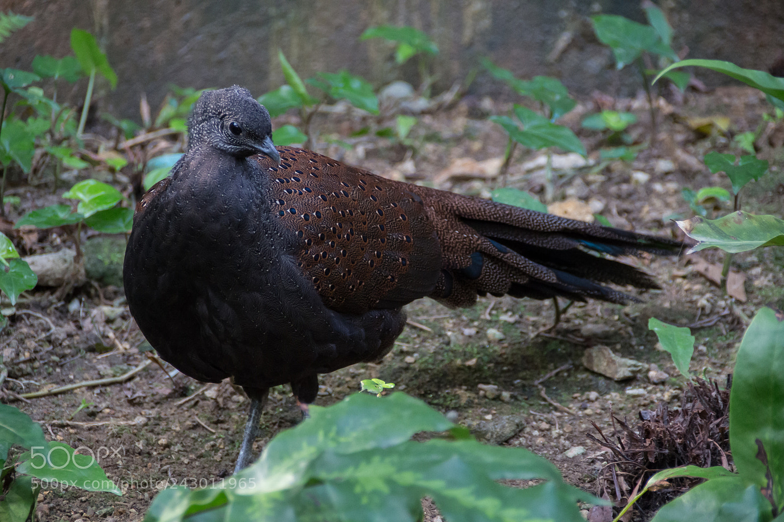 Canon EOS 100D (EOS Rebel SL1 / EOS Kiss X7) sample photo. Mountain peacock pheasant photography