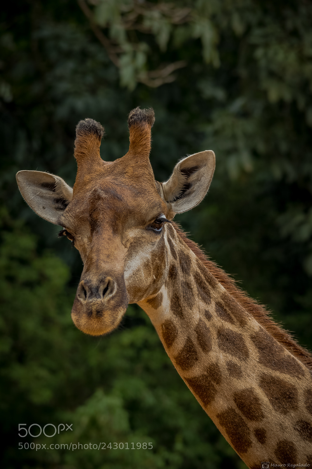 Canon EOS 60D sample photo. Girafa photography