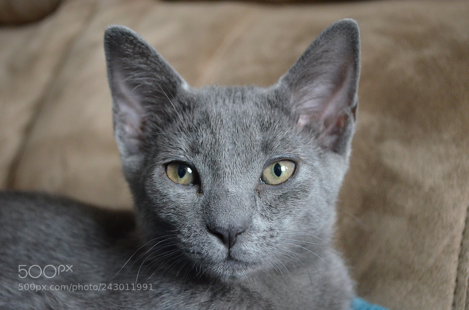 Nikon D5100 sample photo. Sweet kitten photography