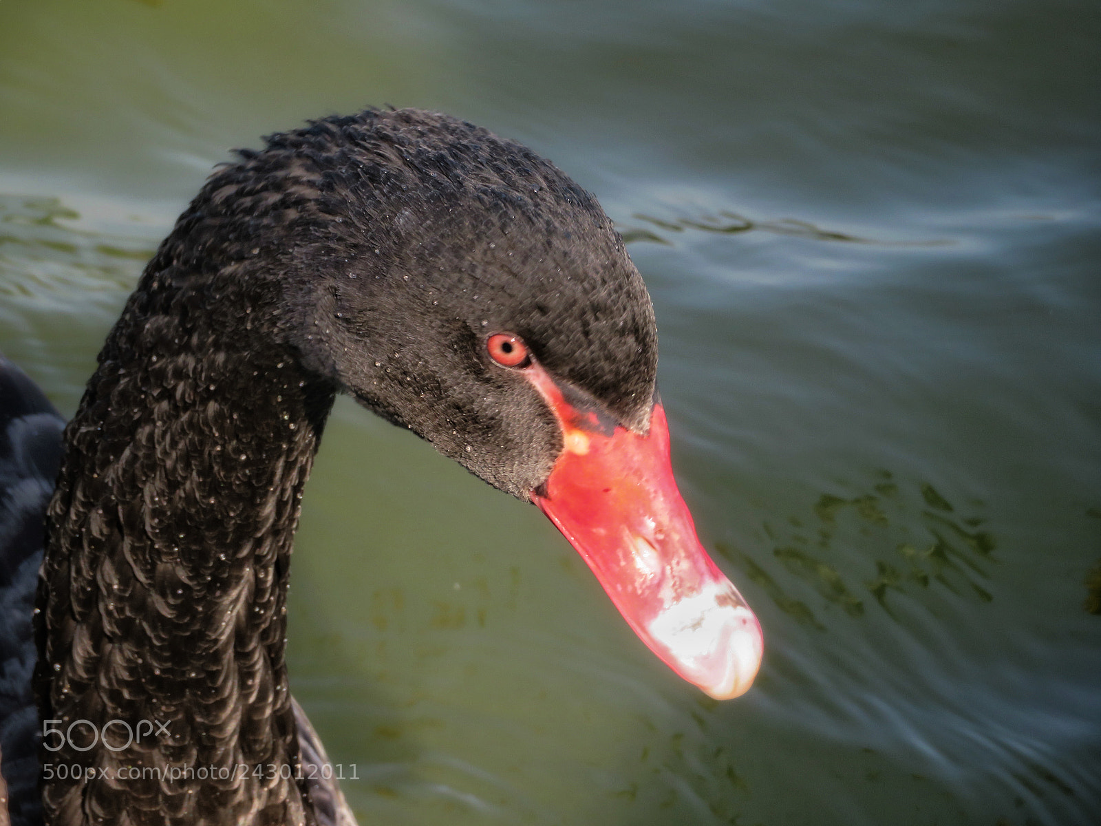 Canon PowerShot SX720 HS sample photo. Black swan photography
