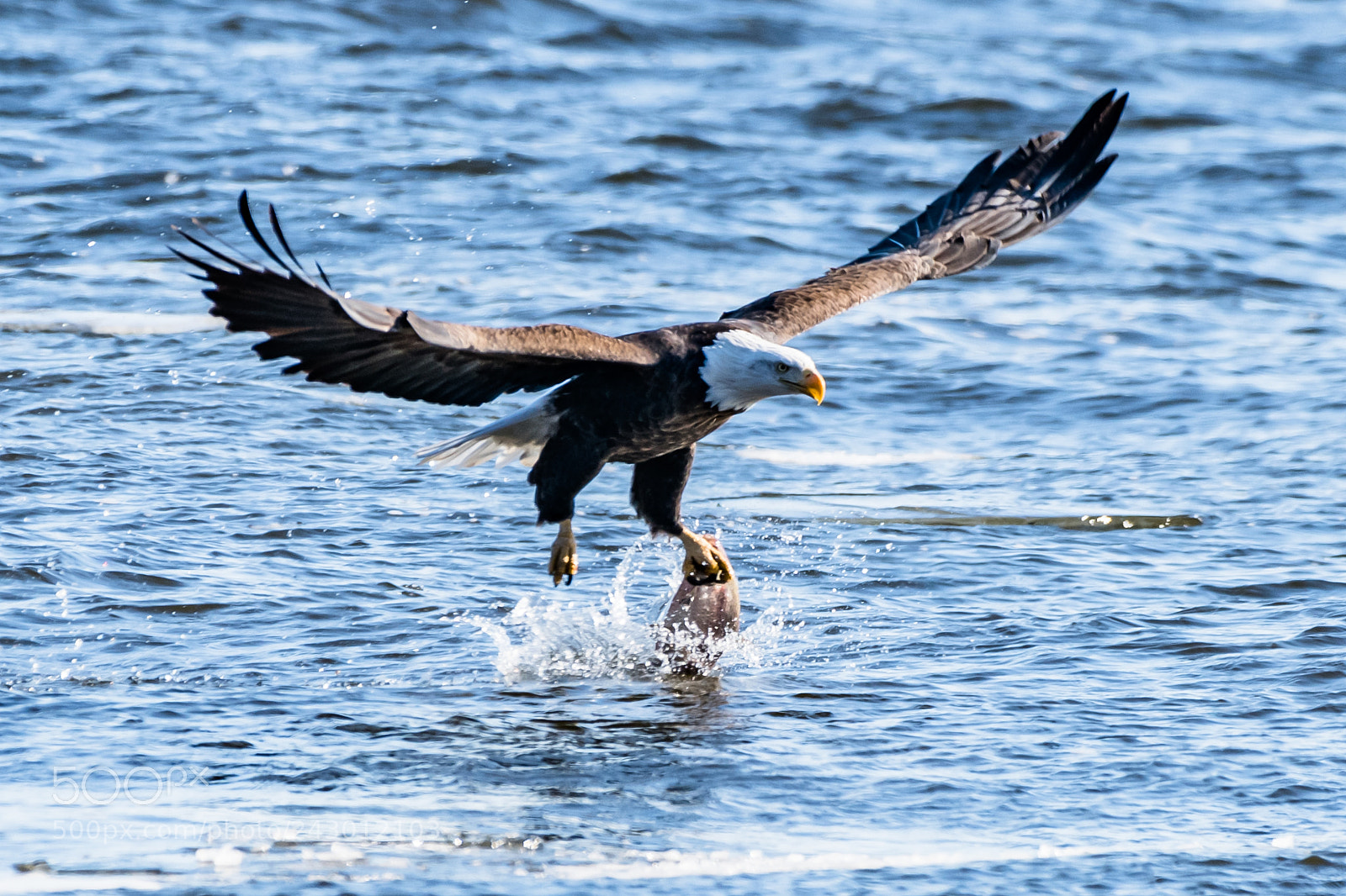 Nikon D850 sample photo. Catching a fish photography