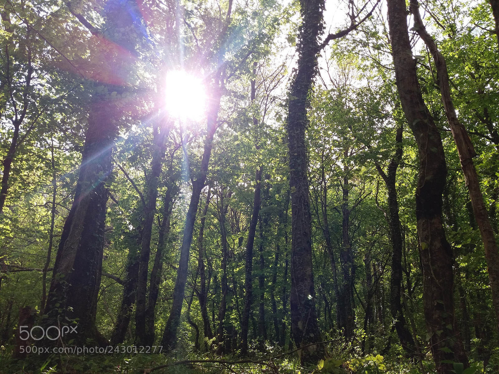 Samsung Galaxy J5 sample photo. Nature light photography