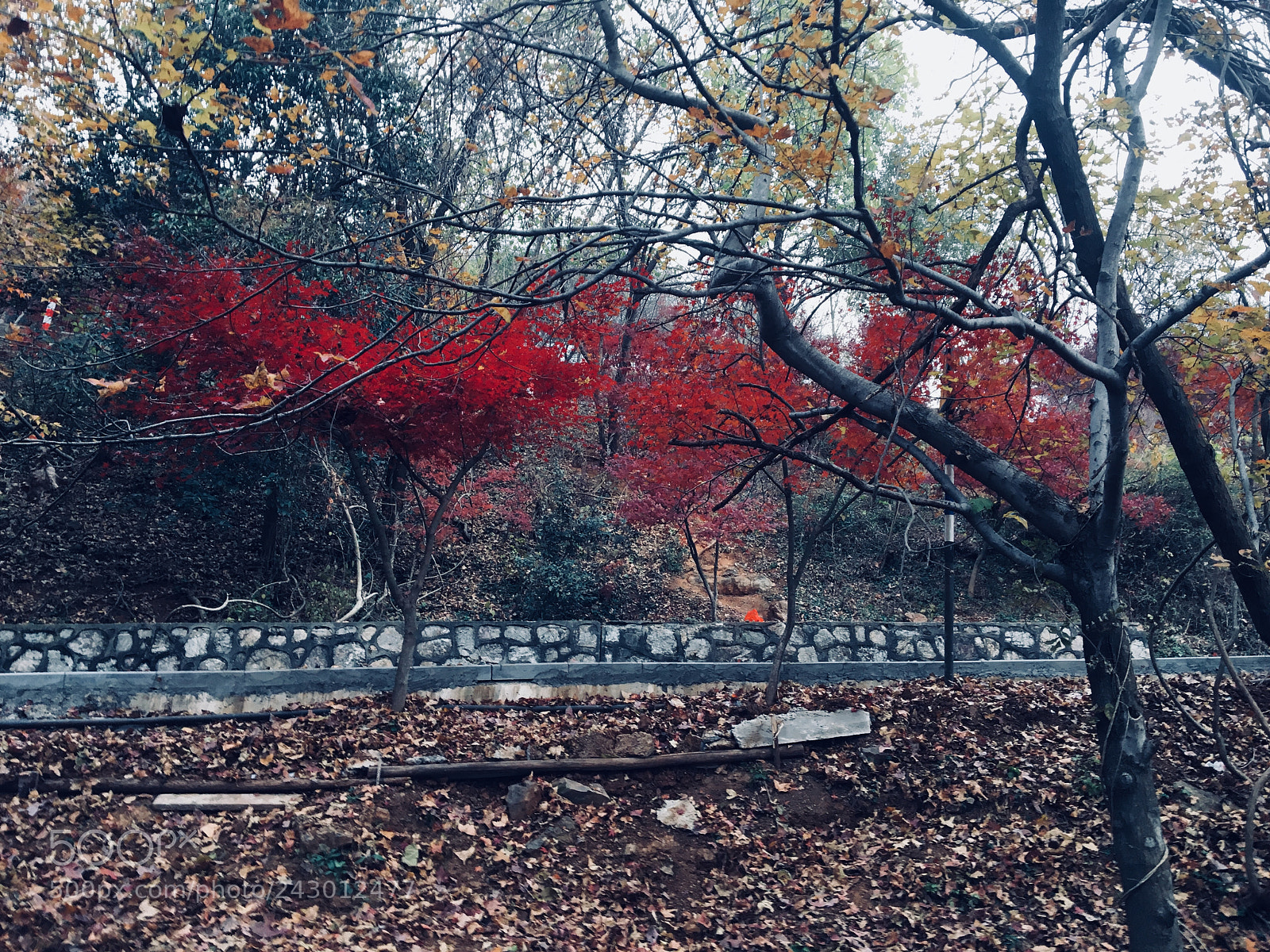 Apple iPhone 6s sample photo. Autumn and winter photography