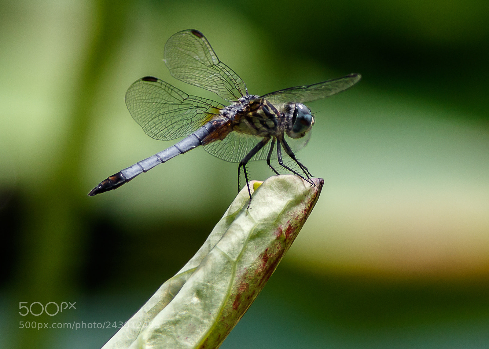 Canon EOS 7D Mark II sample photo. Dragonfly spy photography