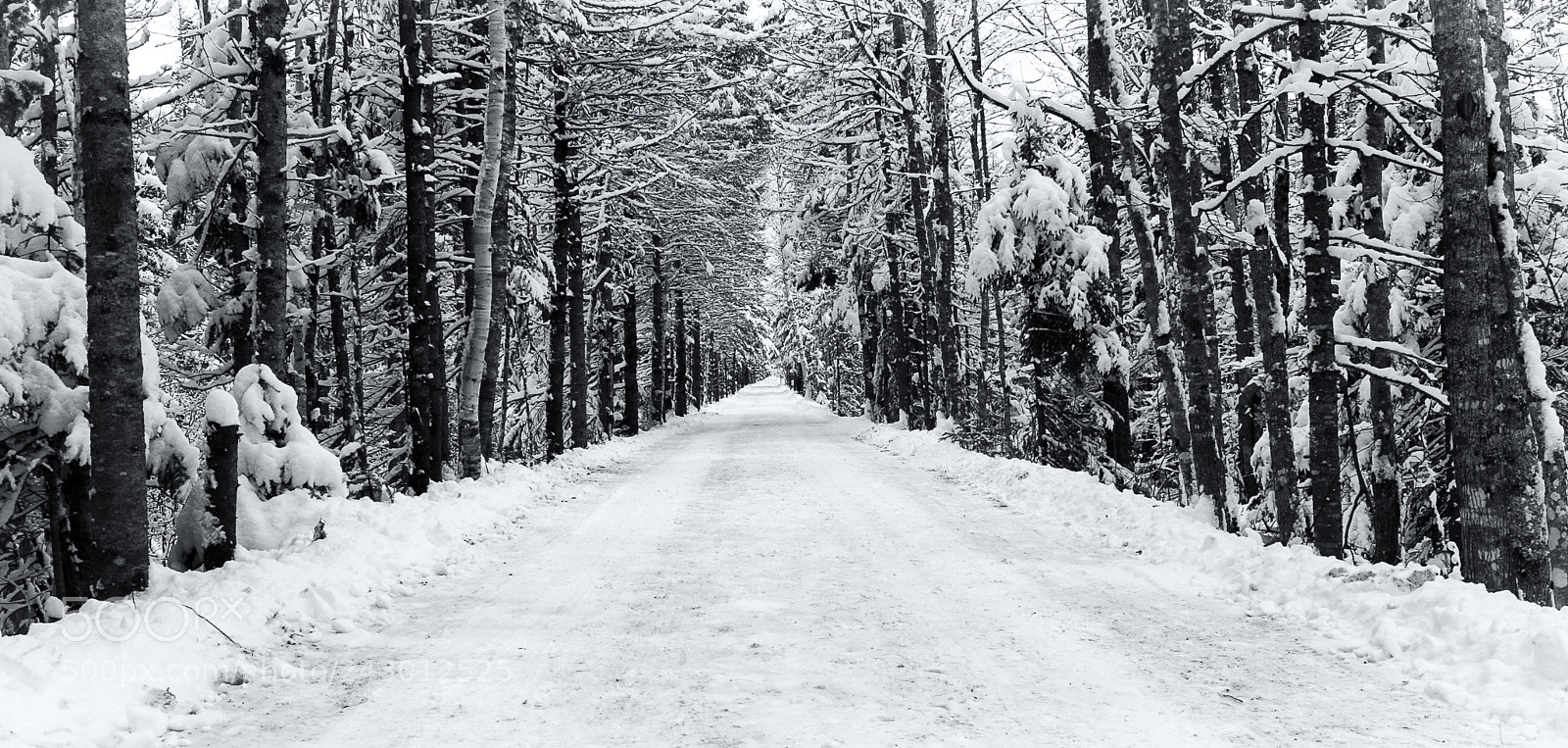 Nikon D810 sample photo. Winter trail photography