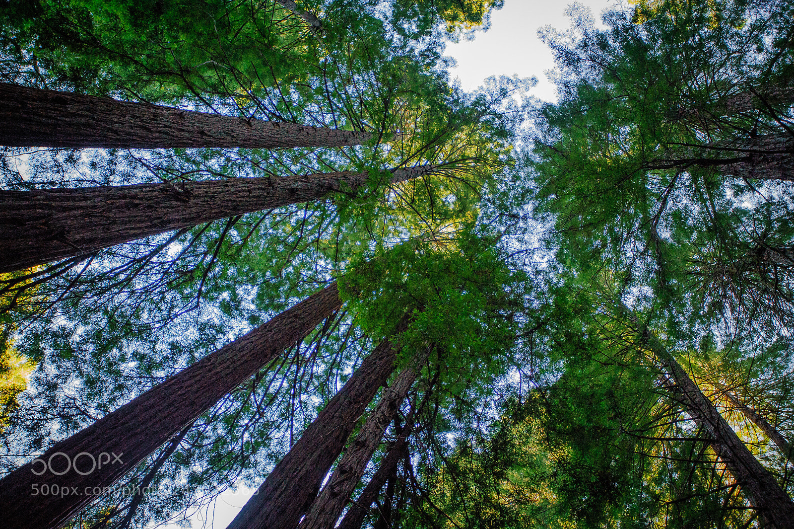 Nikon D3 sample photo. Redwoods photography