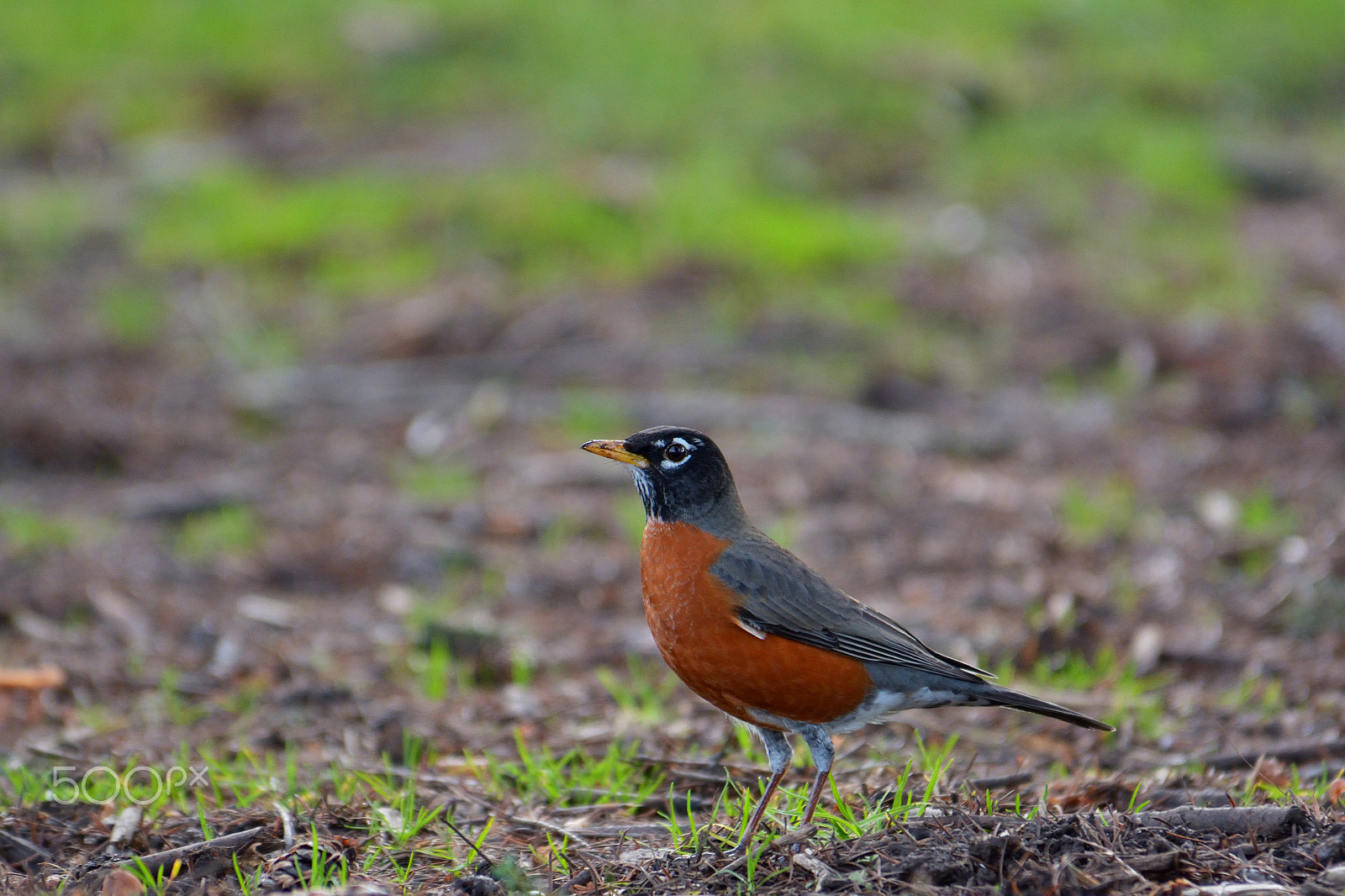 Nikon D7100 sample photo. American robin photography