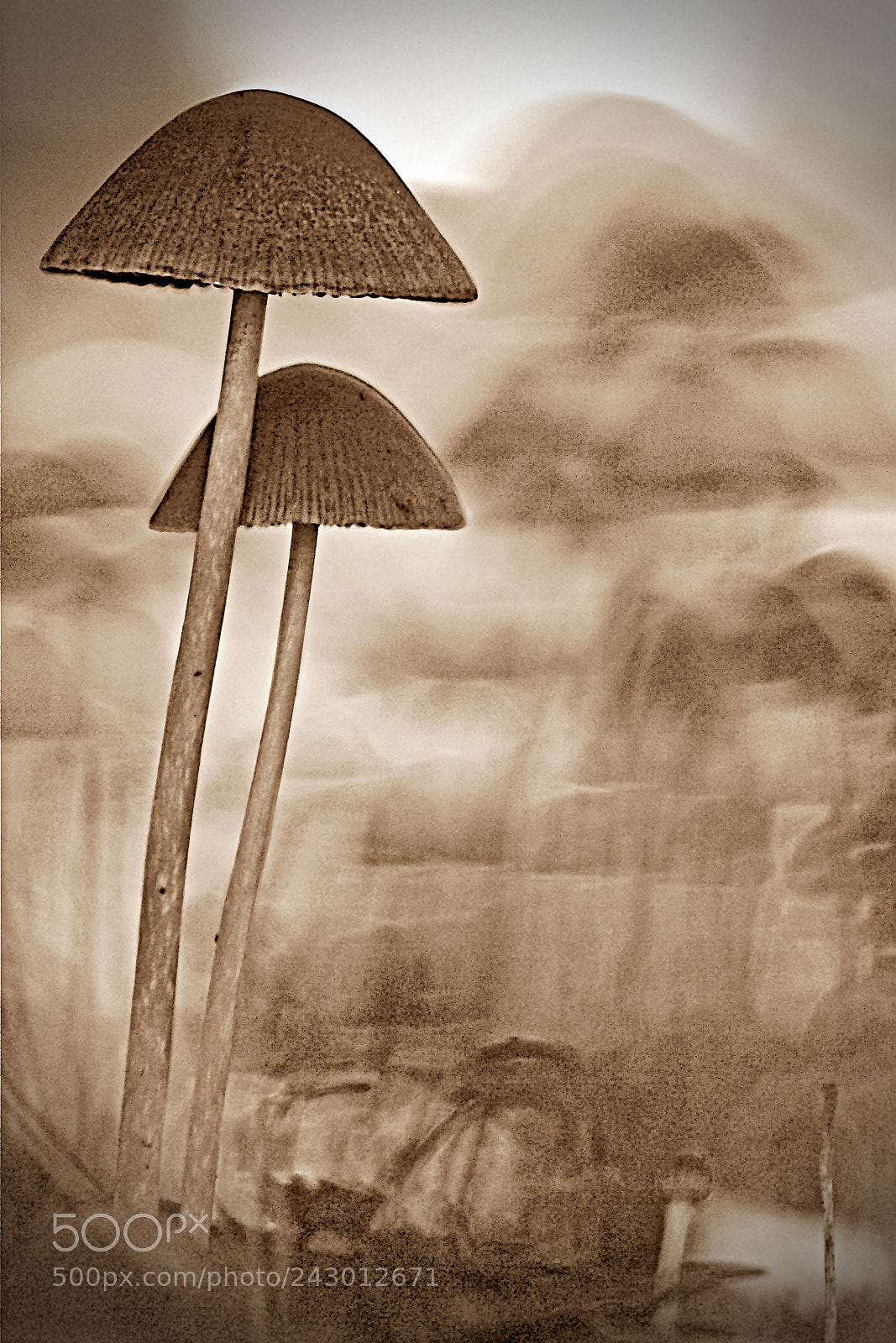Olympus E-30 sample photo. Life on the forest photography