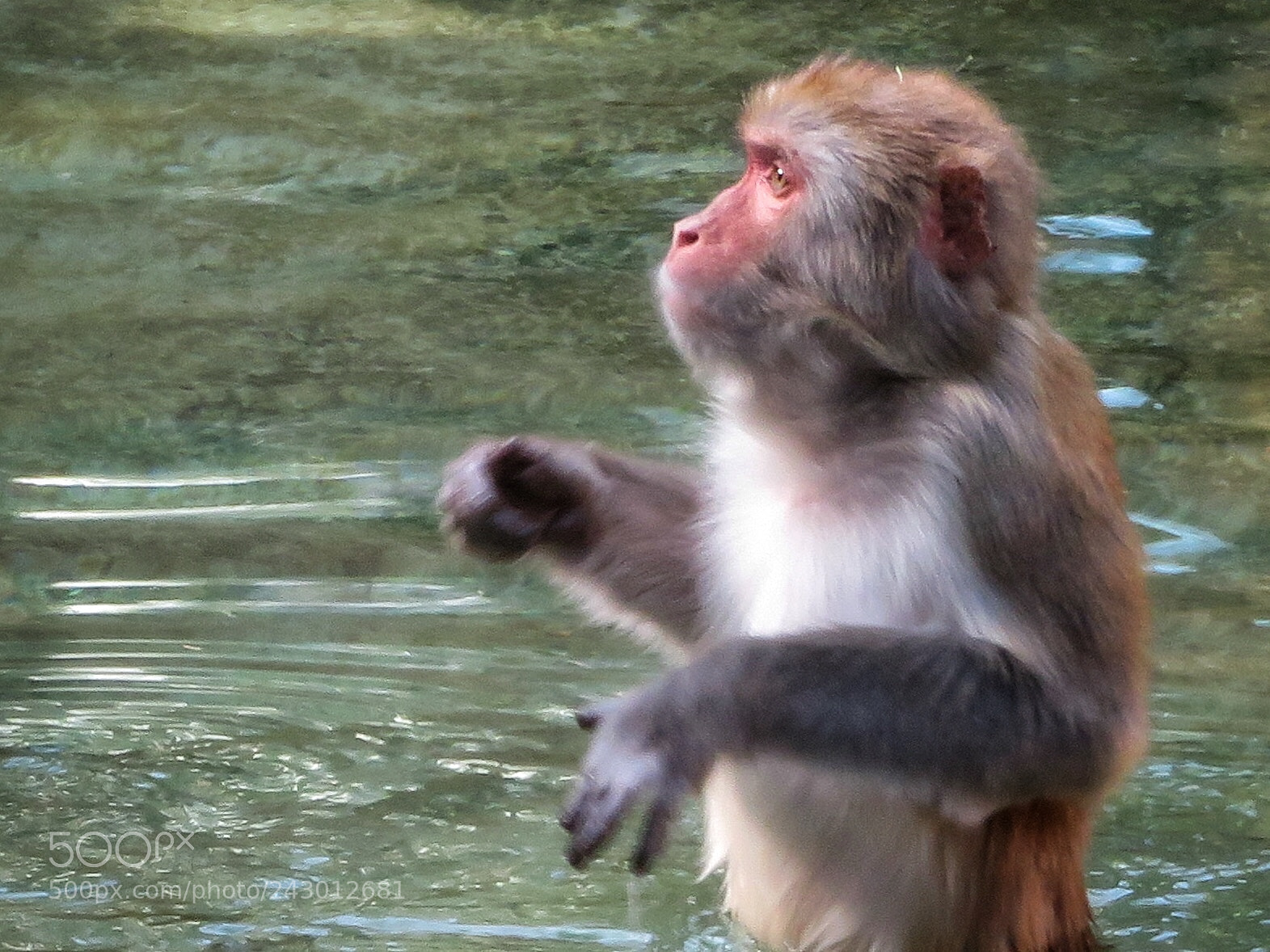 Canon PowerShot SX720 HS sample photo. Rhesus macaque photography