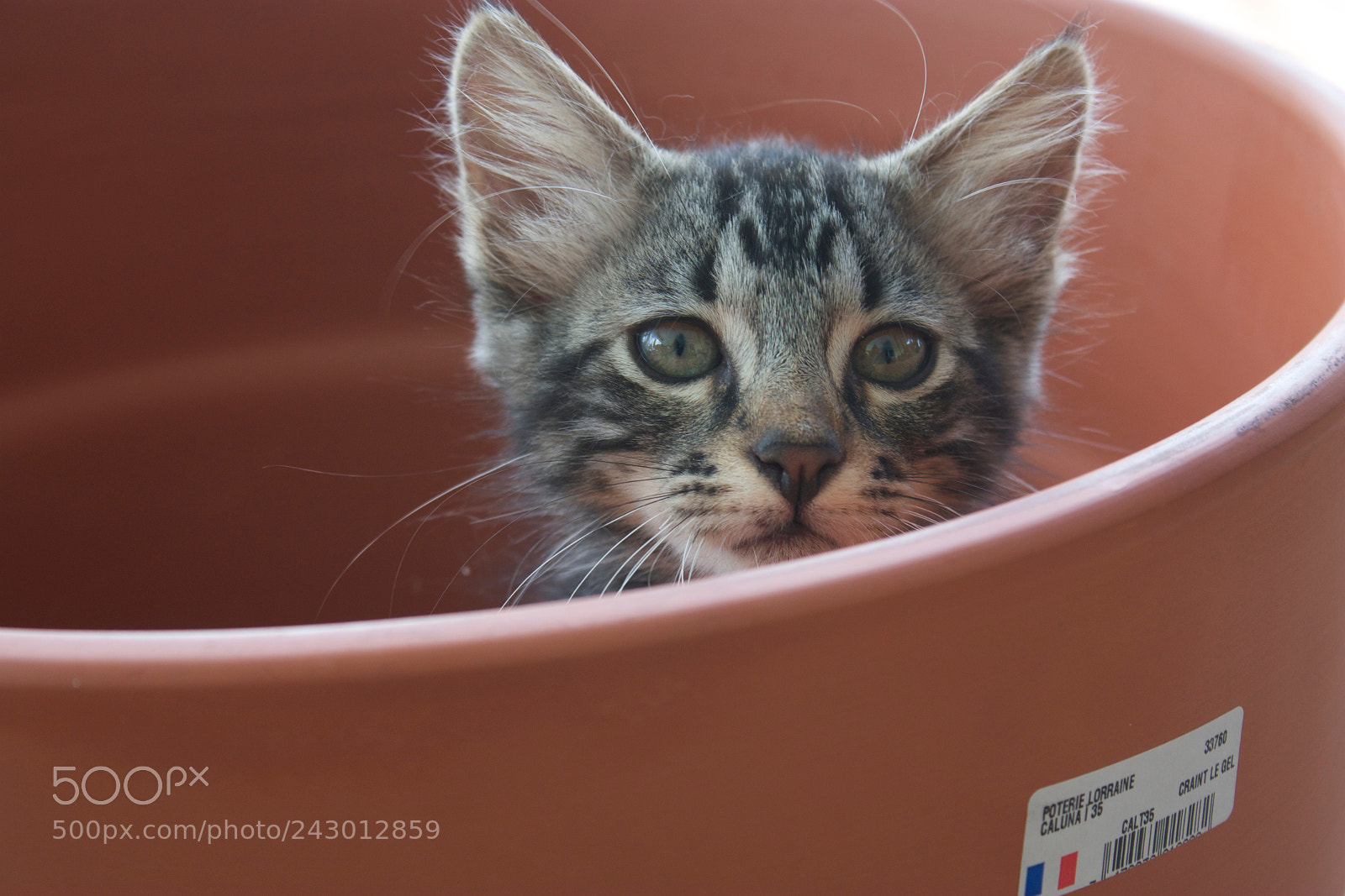 Canon EOS 450D (EOS Rebel XSi / EOS Kiss X2) sample photo. Pot de chat photography
