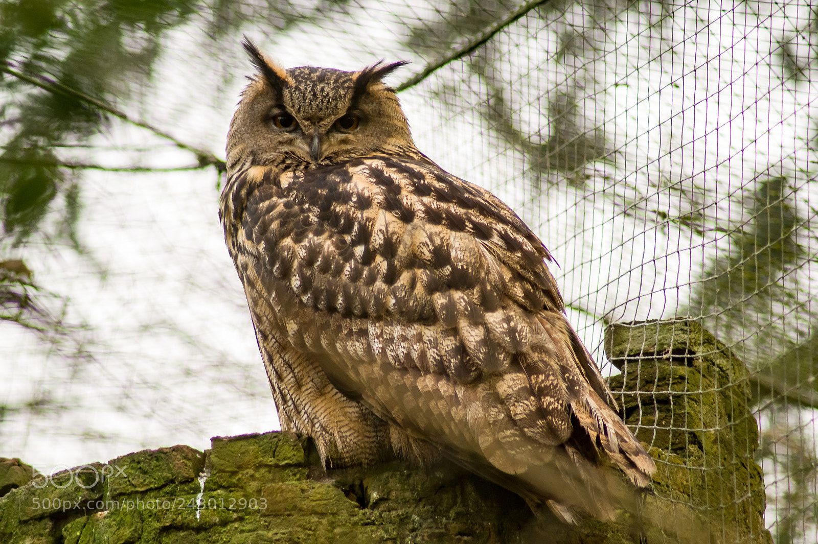 Sony SLT-A58 sample photo. Oehoe owl photography
